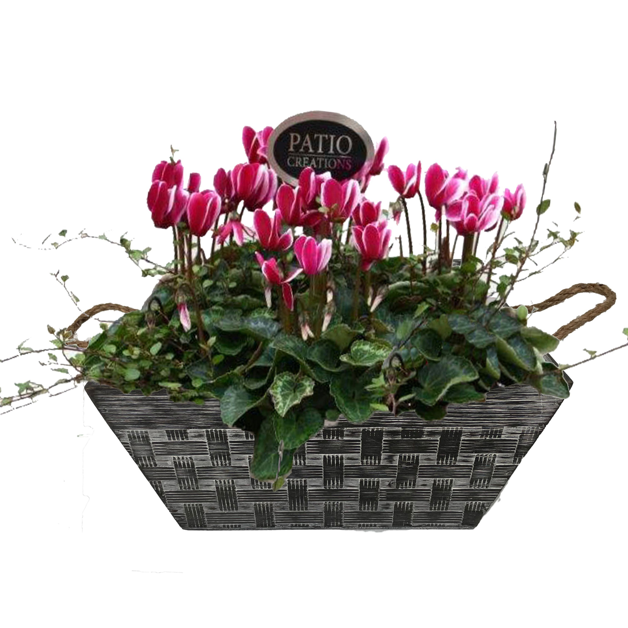 CYM835-9006 Cyclaam/Muehlenbeckia Milo vierkant, D 23 cm