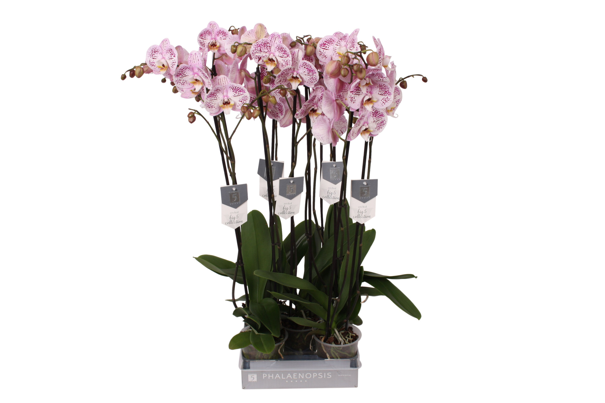 Phalaenopsis Spotted World, 2-spike 18+, D 12