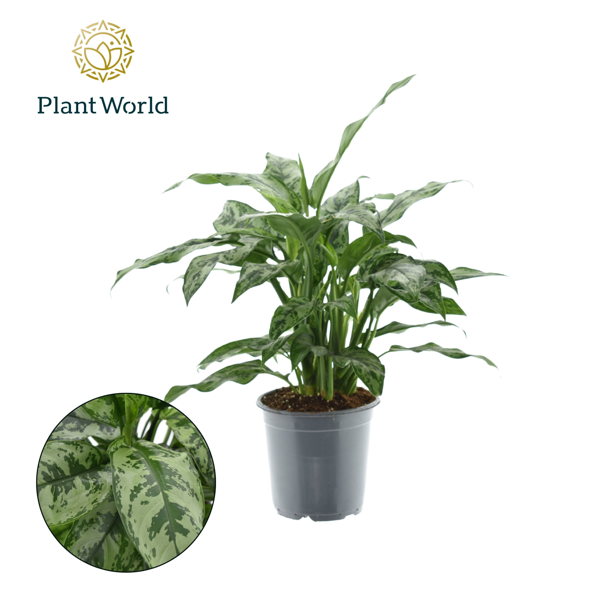 Aglaonema Romeo, D 21