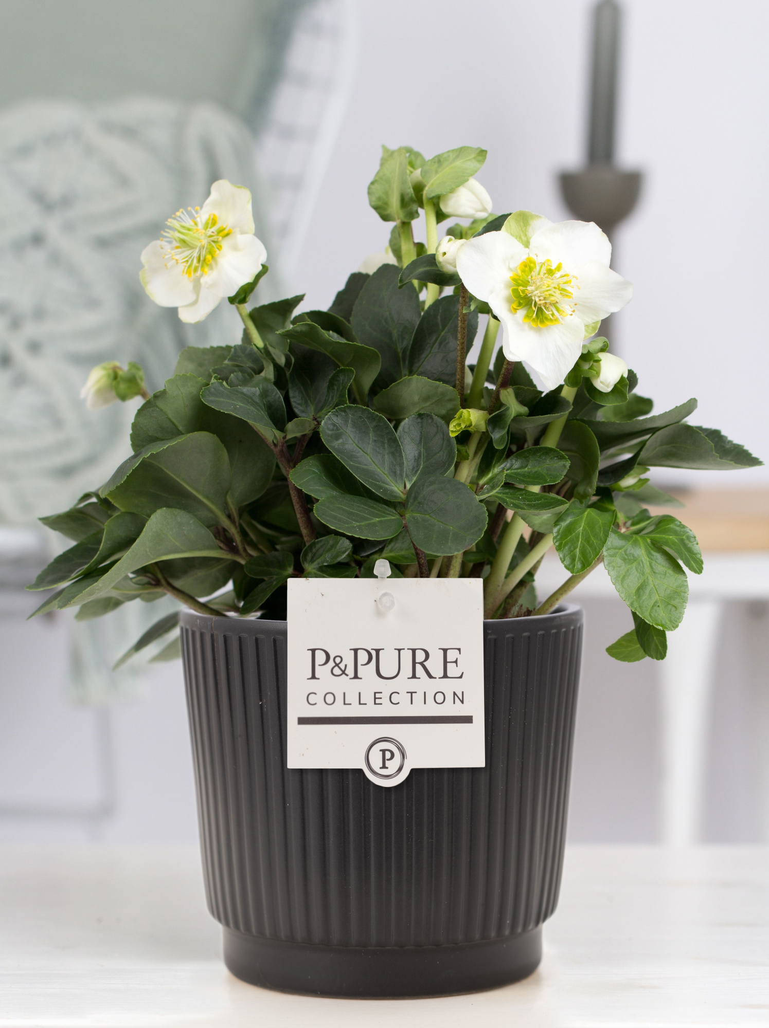 Helleborus n. Christmas Carol in Pure Liv mat zwart keramiek, D 12 cm
