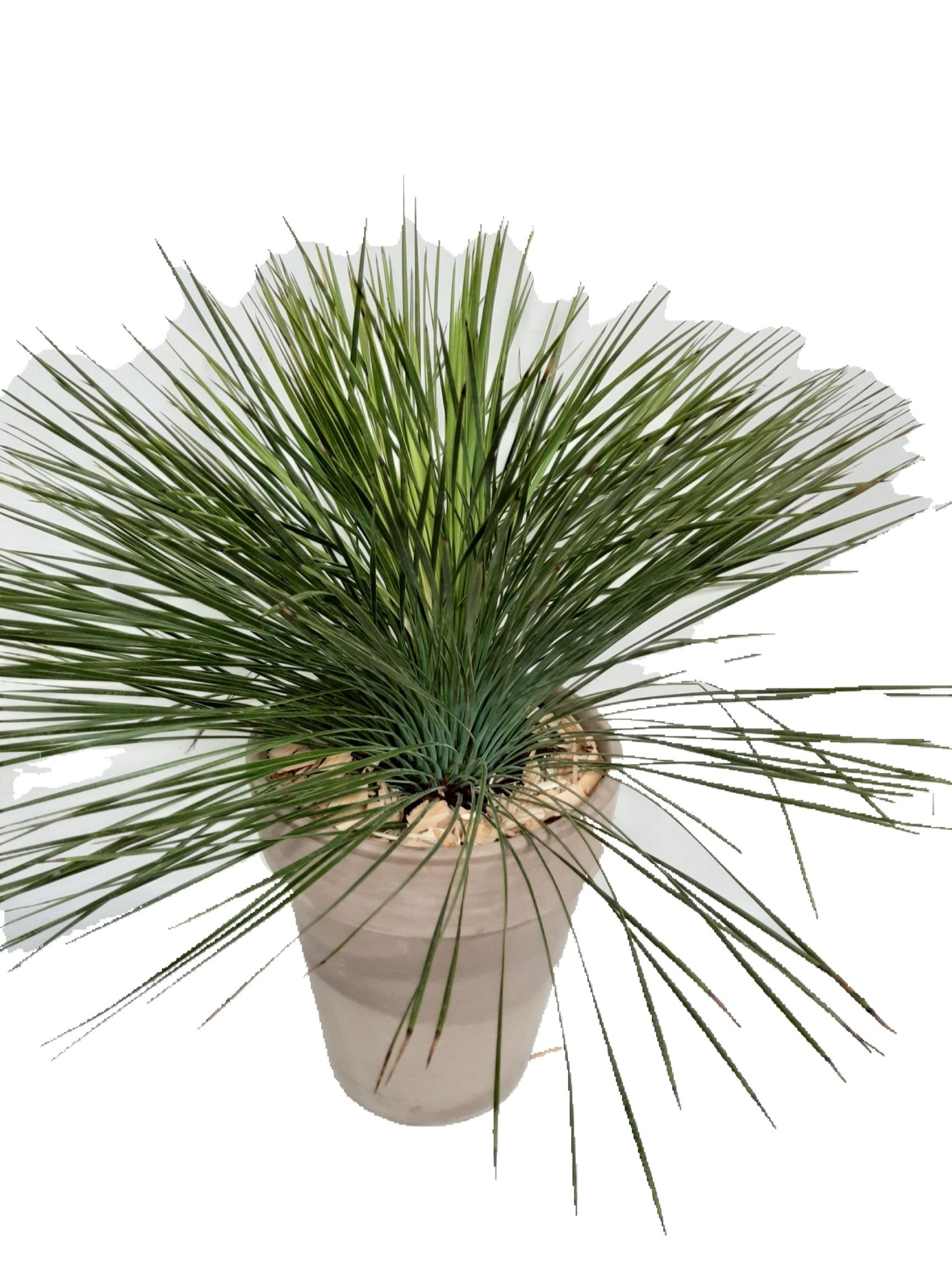 CLP31YL Clematisvaas D31 Yucca Linearifolia, D 31 cm