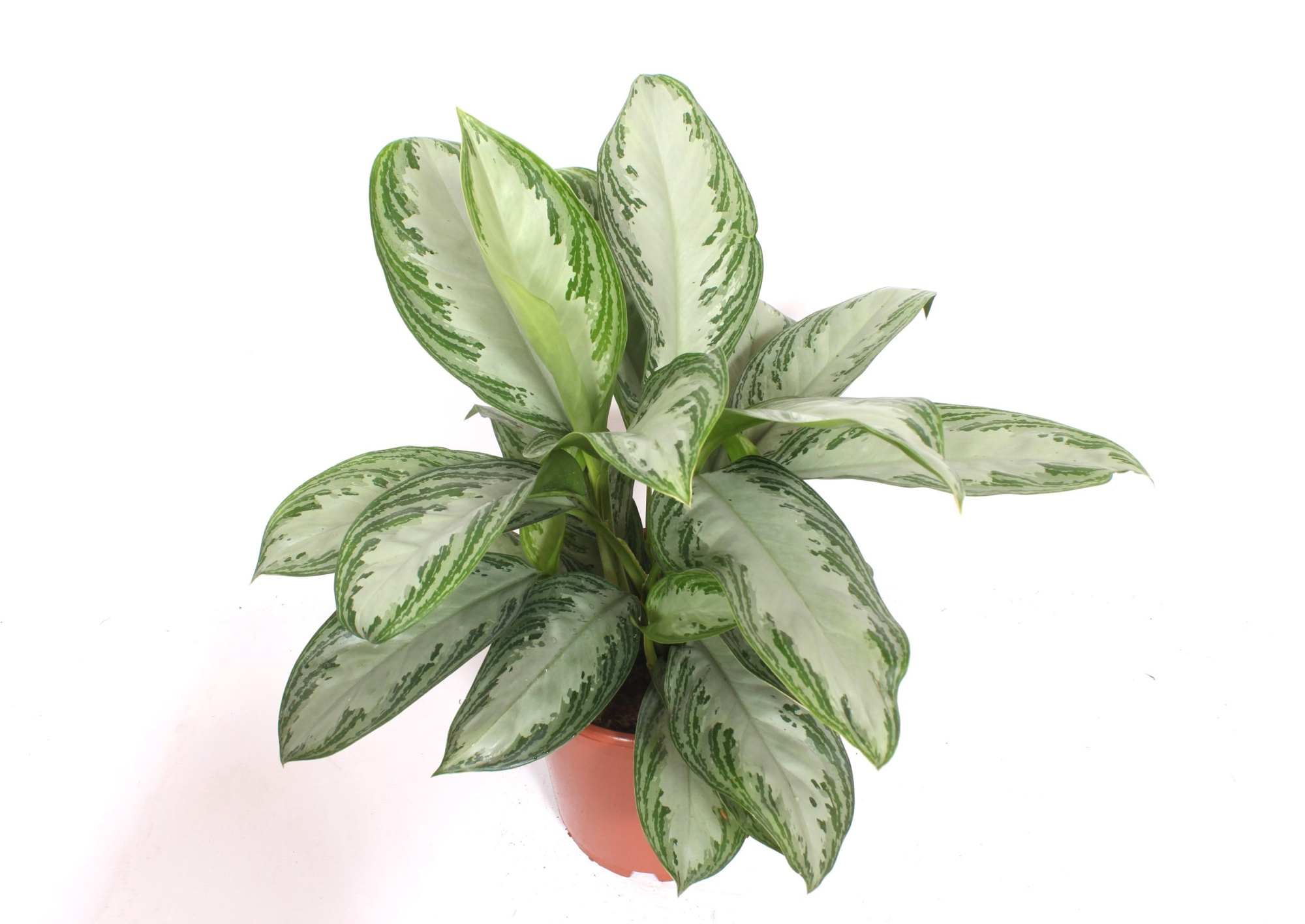 Aglaonema Silver Bay, D 24 cm