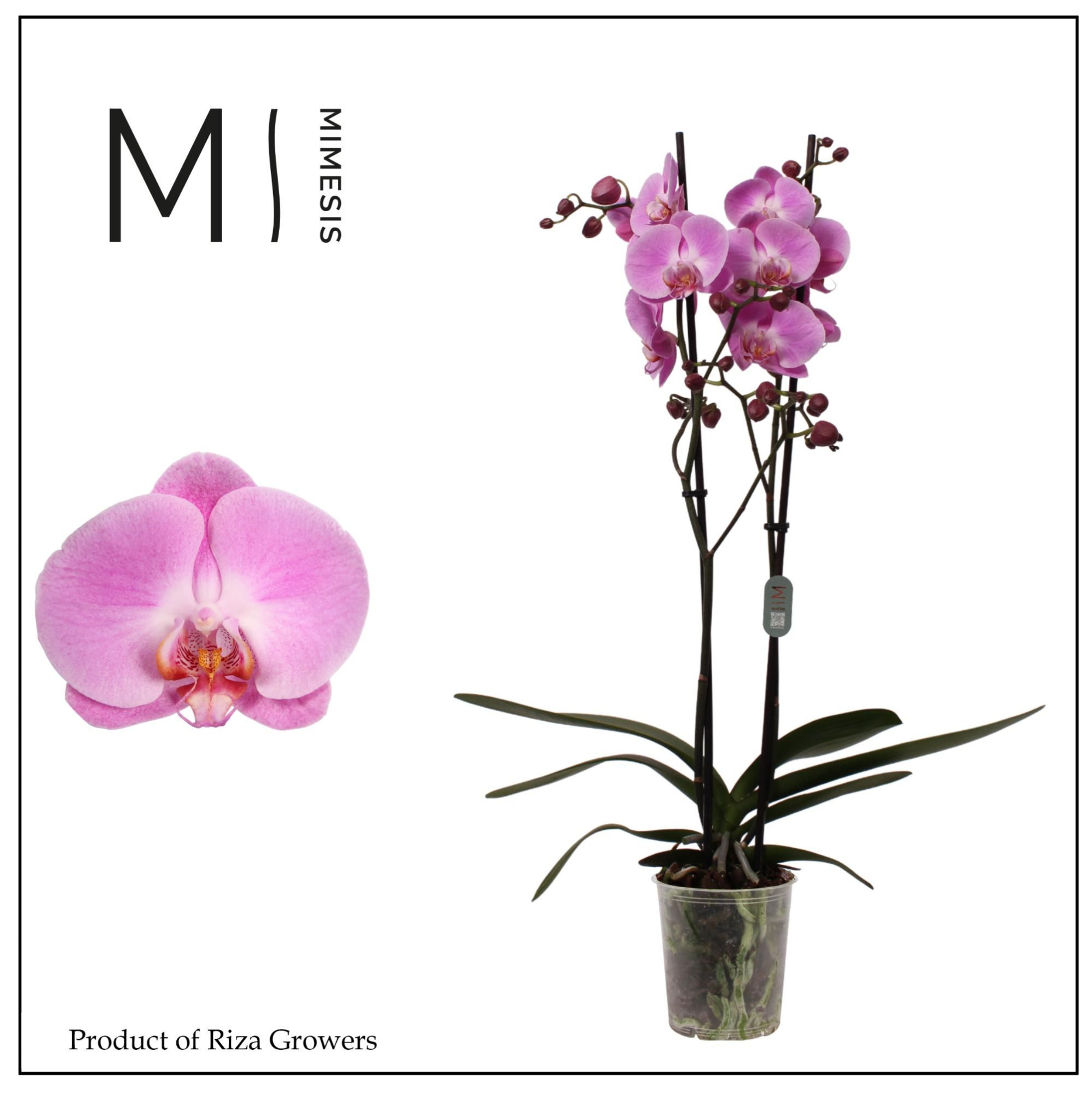 Phalaenopsis Infinite Dreams 2 spike - 12cm | Mimesis, D 12 cm