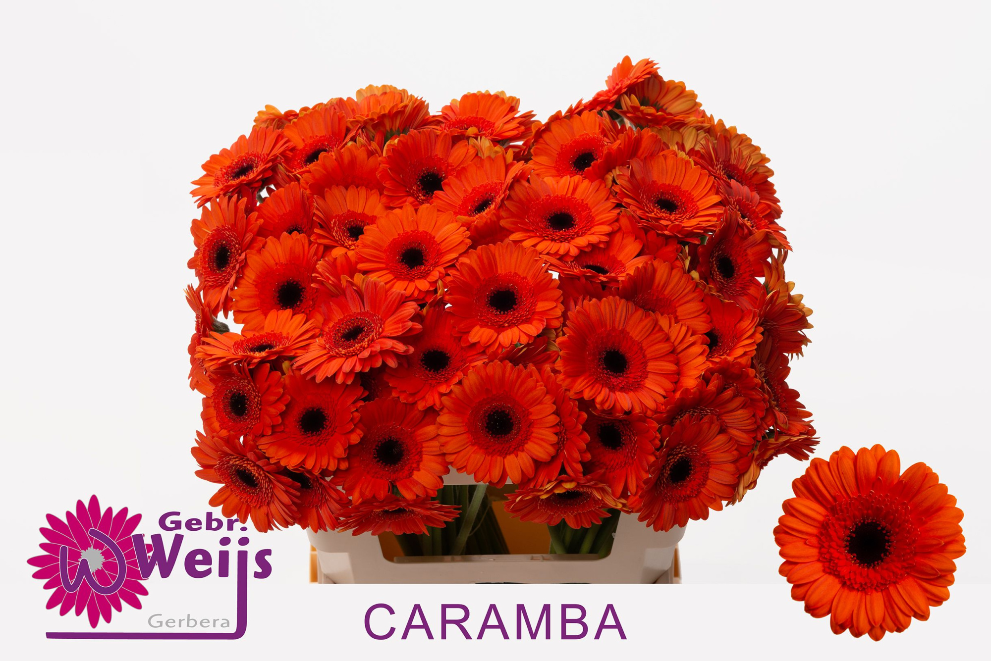 Гермини Карамба, шт.