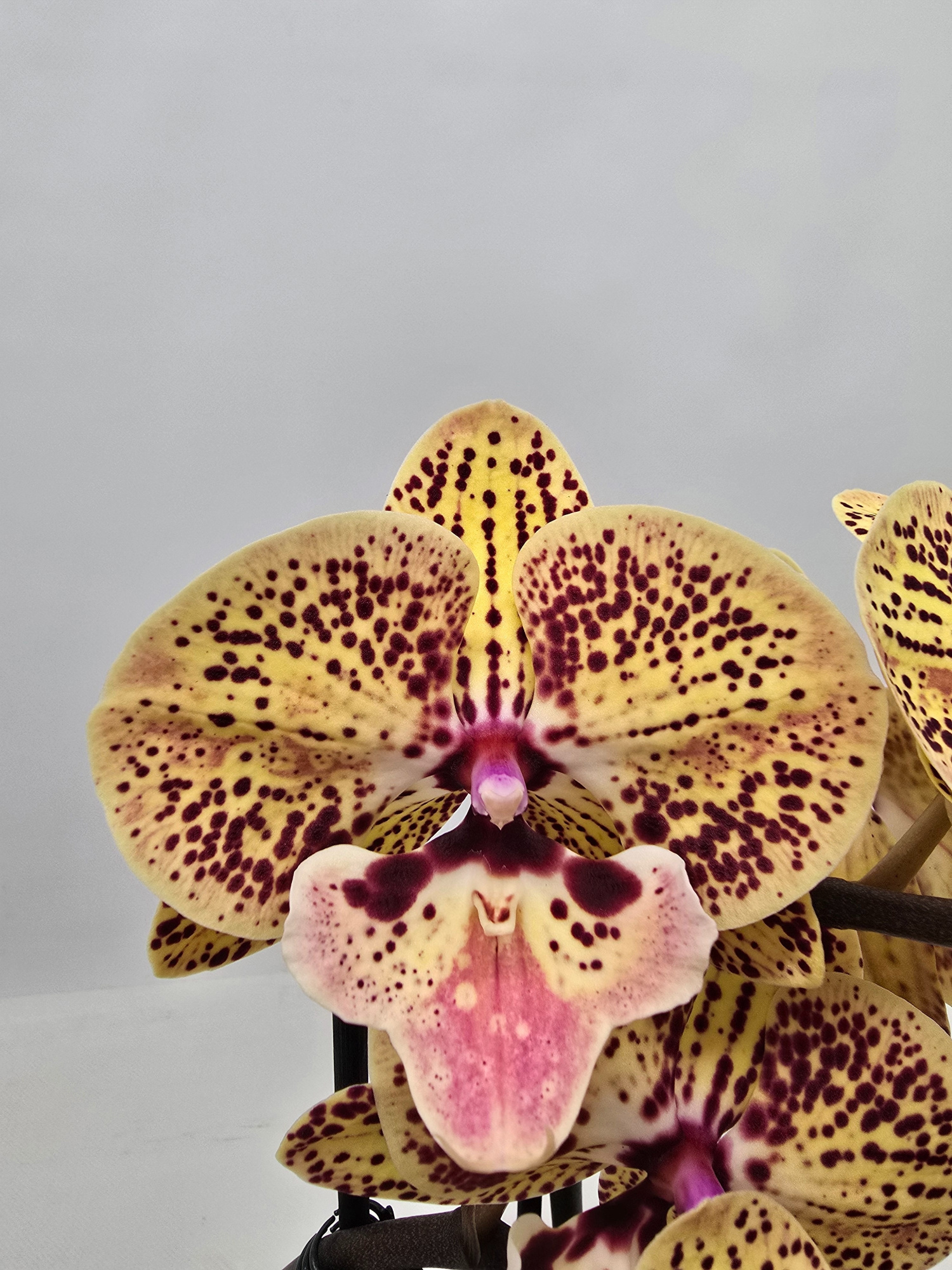 Limited 08 week 5, D 12