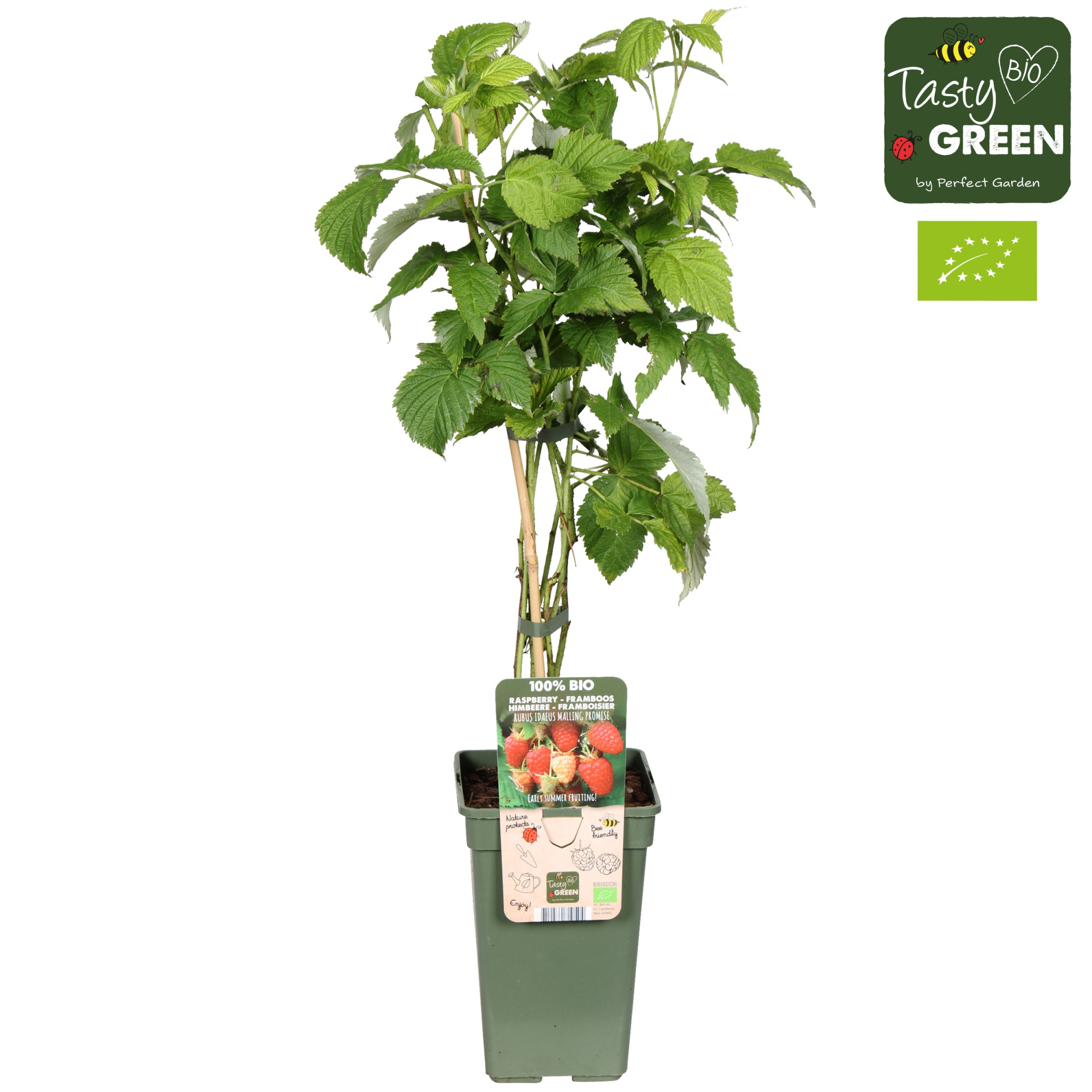 Rubus idaeus Malling Promise Bio P19, D 19 cm