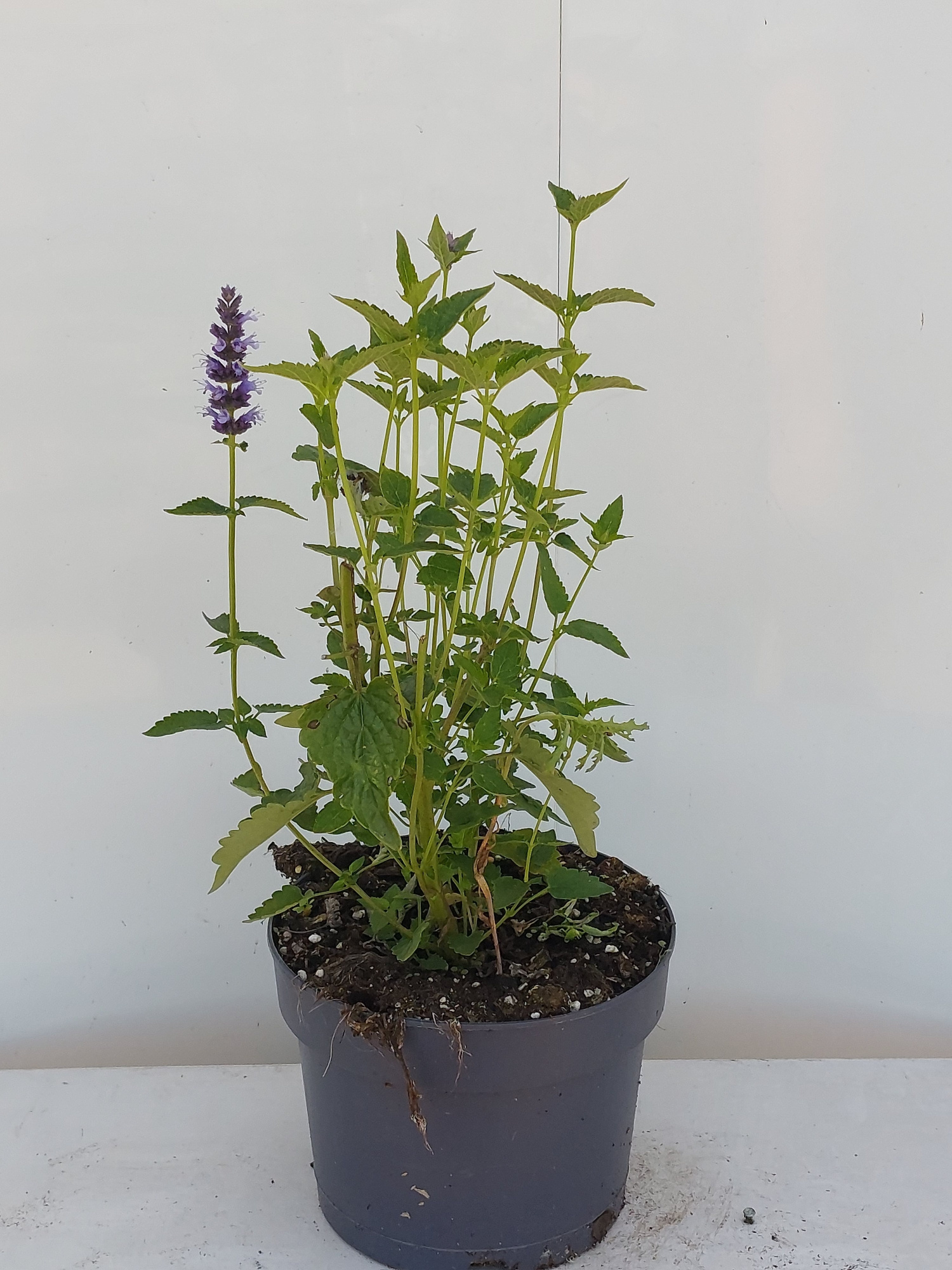 Agastache Black Adder, D 17 cm