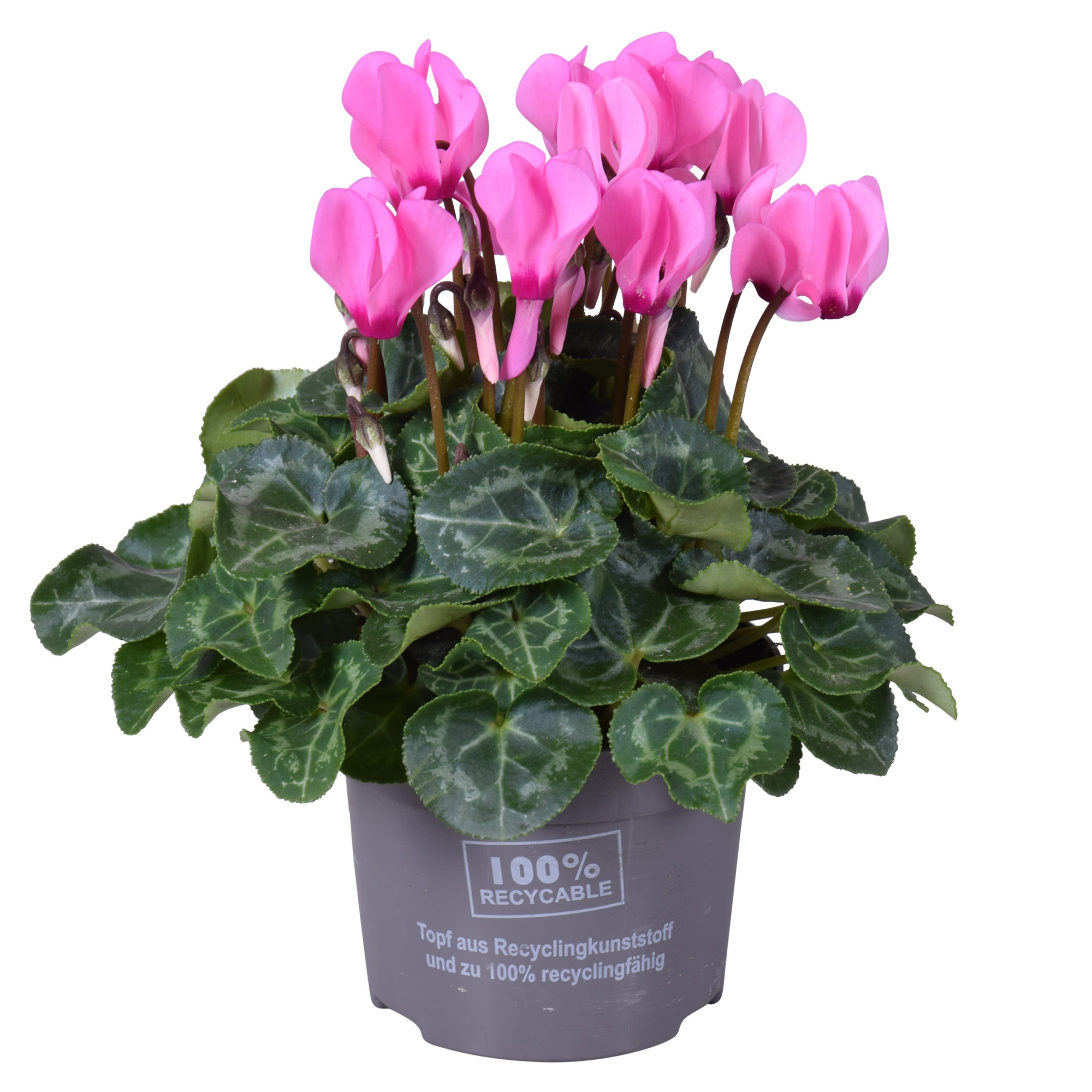 Cyclaam mini rose, D 10,5 cm