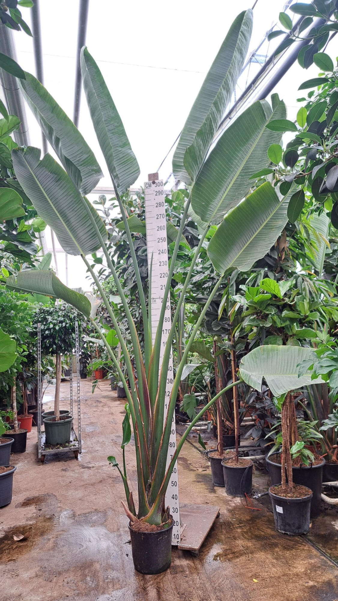 Strelitzia Nicolai 400, D 35