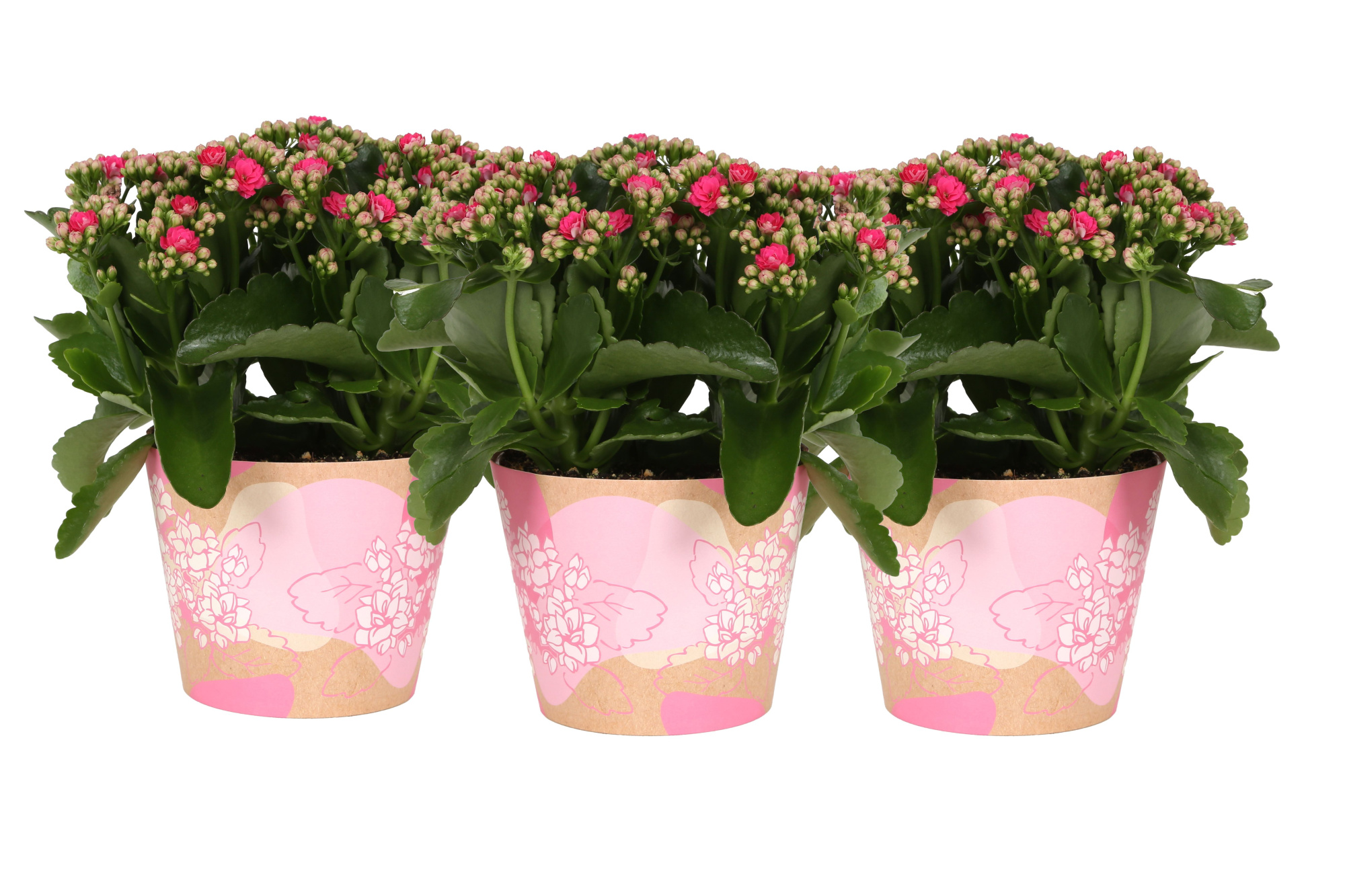 KP-849.1 RZ - Kalanchoe Rosalina in roze waterdichte smartcup, D 15 cm
