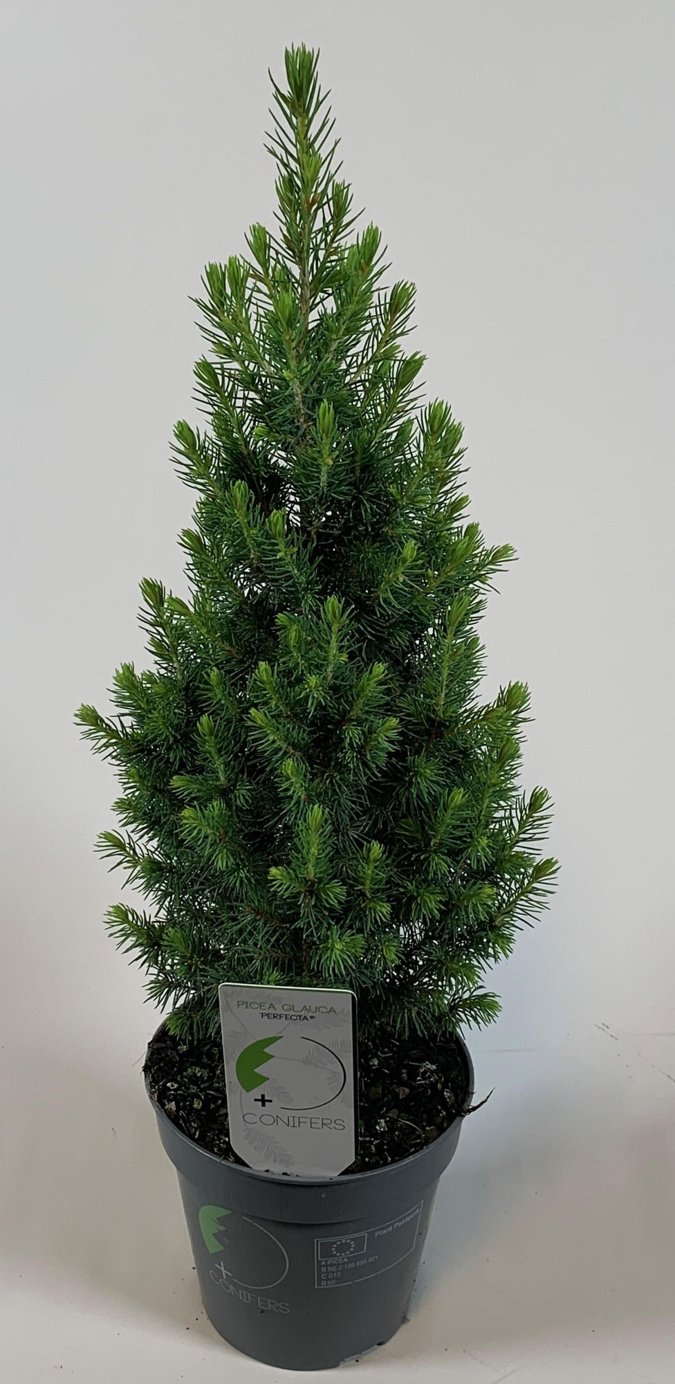 Picea glauca Perfecta, D 13 cm