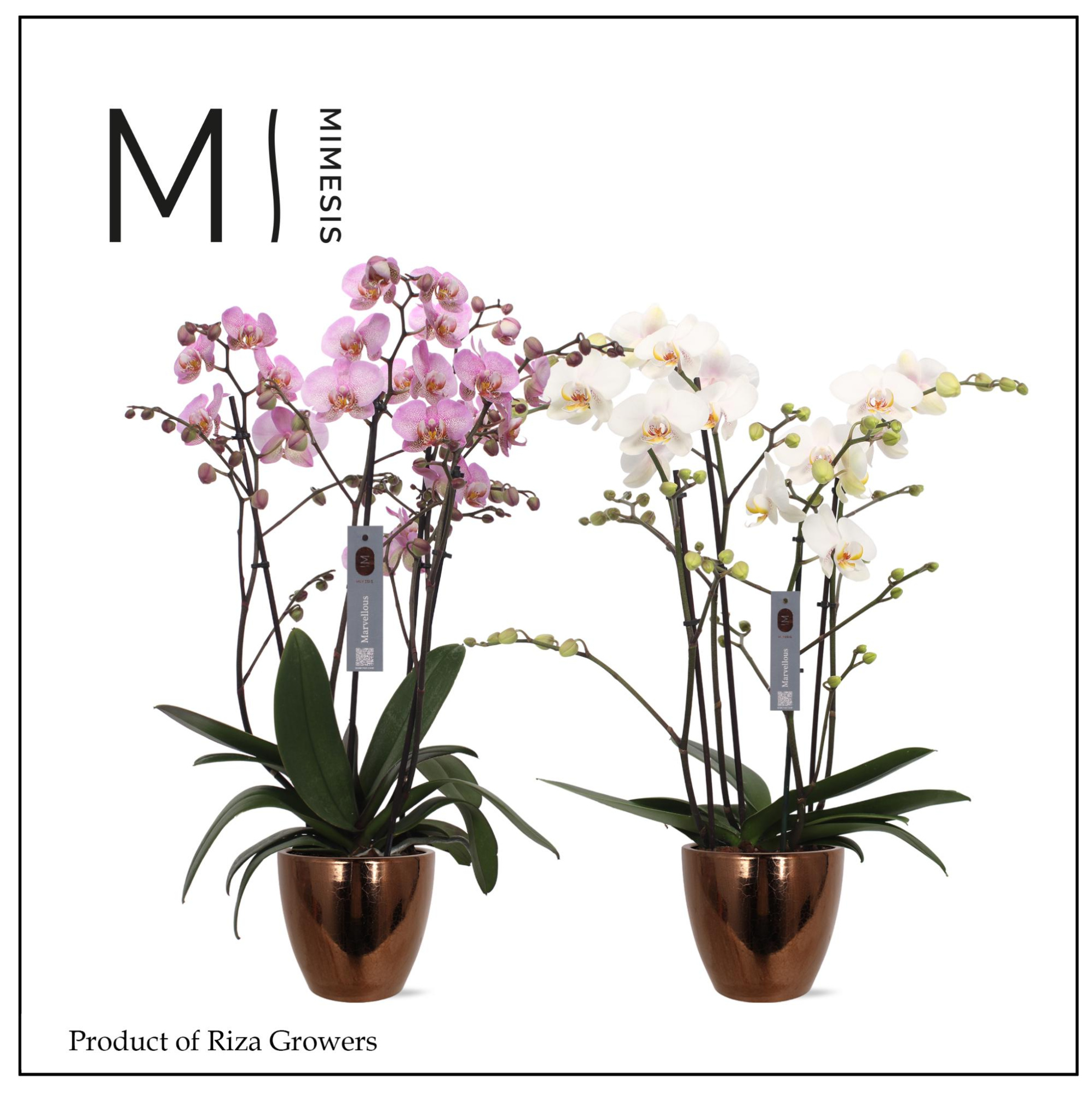 Mimesis Phal. Marvellous Mix - 50+ flowers 17cm in Sven Gold Ceramic, D 17