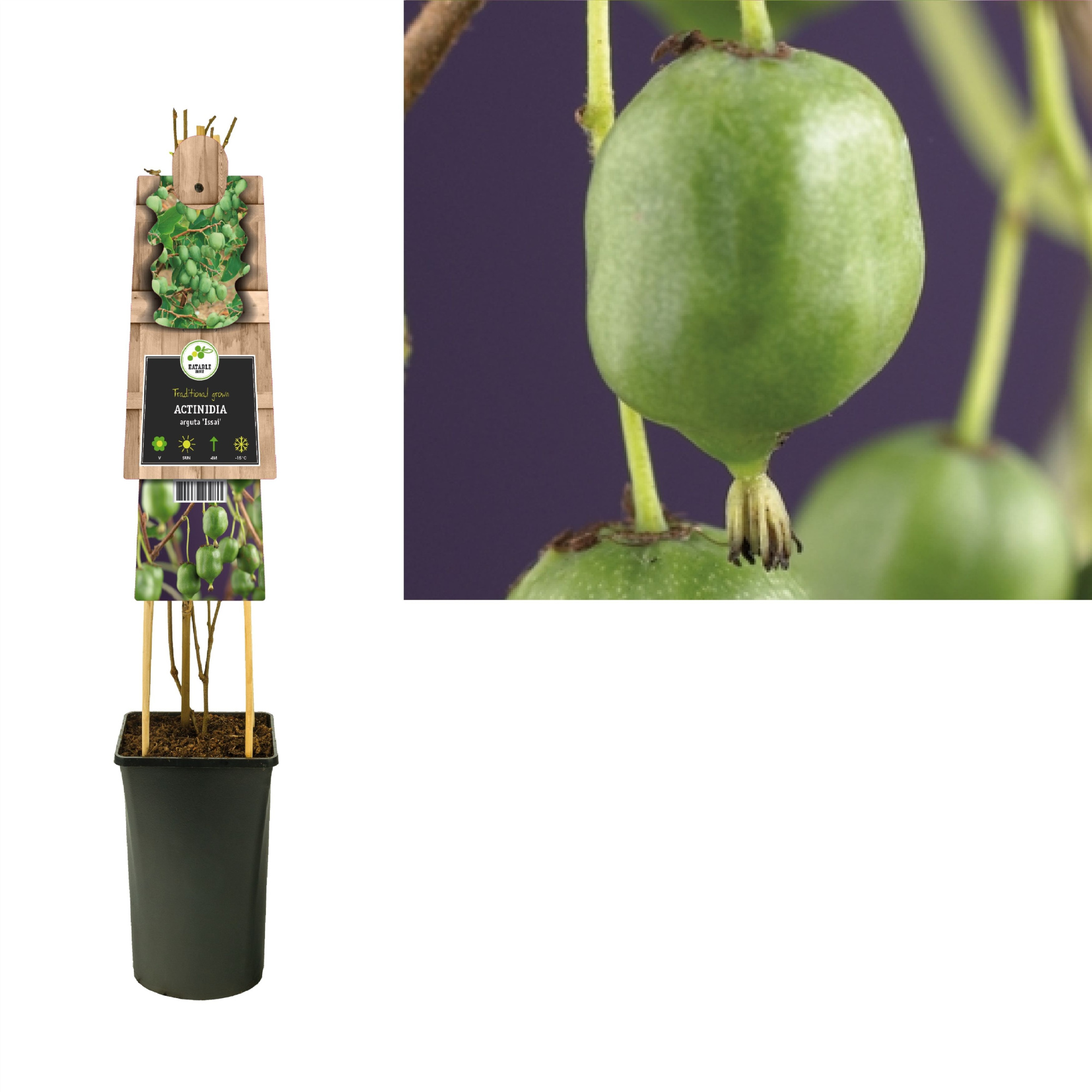 Actinidia arguta 'Issai' +3.0 label, D 17