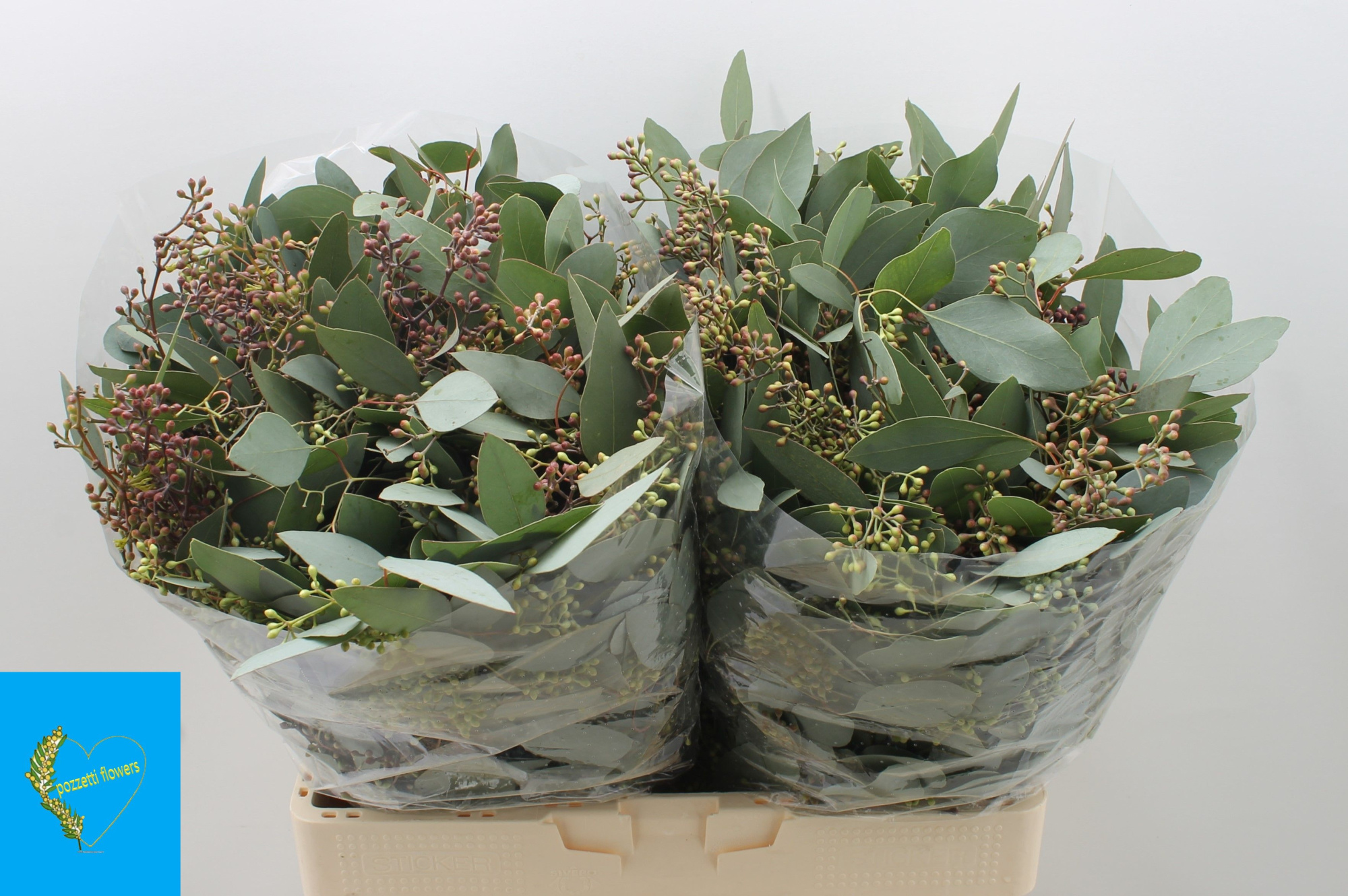 Эвкалипт Теретикорнис (с ягодами) 65, шт.