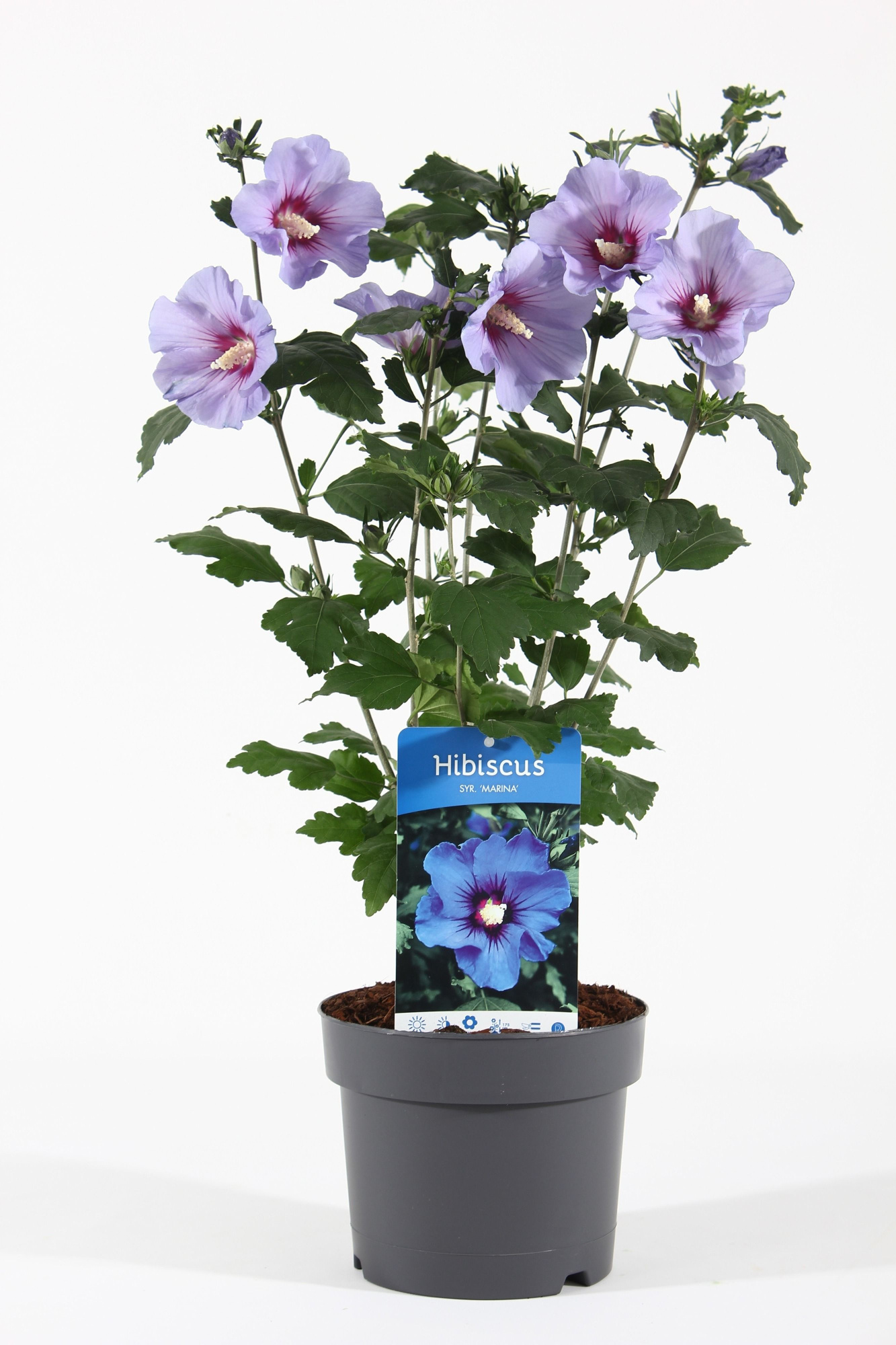 Hibiscus syr. 'Marina' P19/C3, D 19 cm