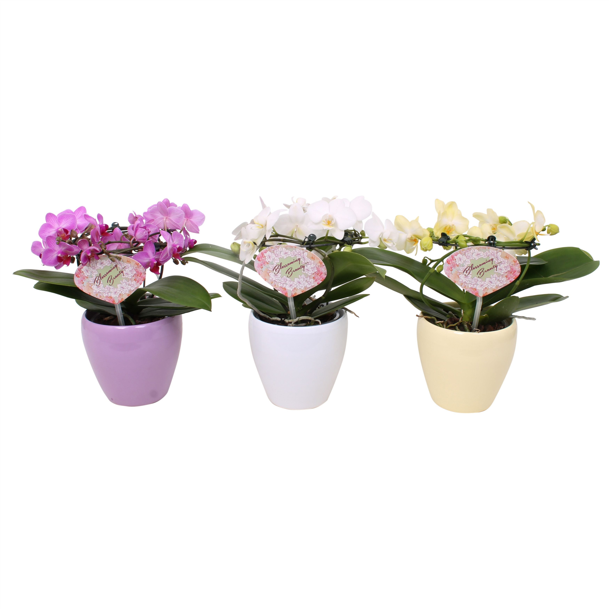 Phal. Multi vorm mix "Blossoming Beauty" in sofia keramiek, D 12 cm