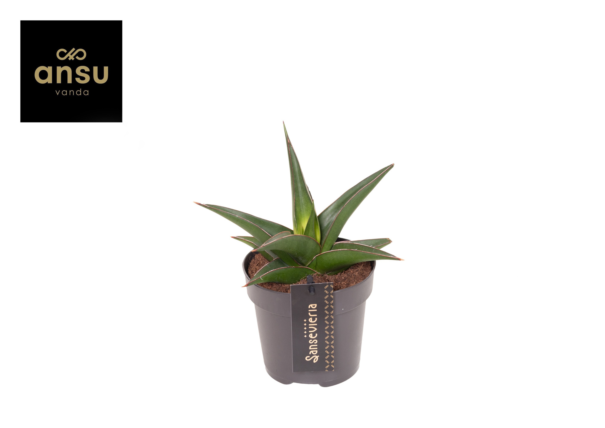 Sansevieria Comet Mini Amazon No. 2, D 12 cm