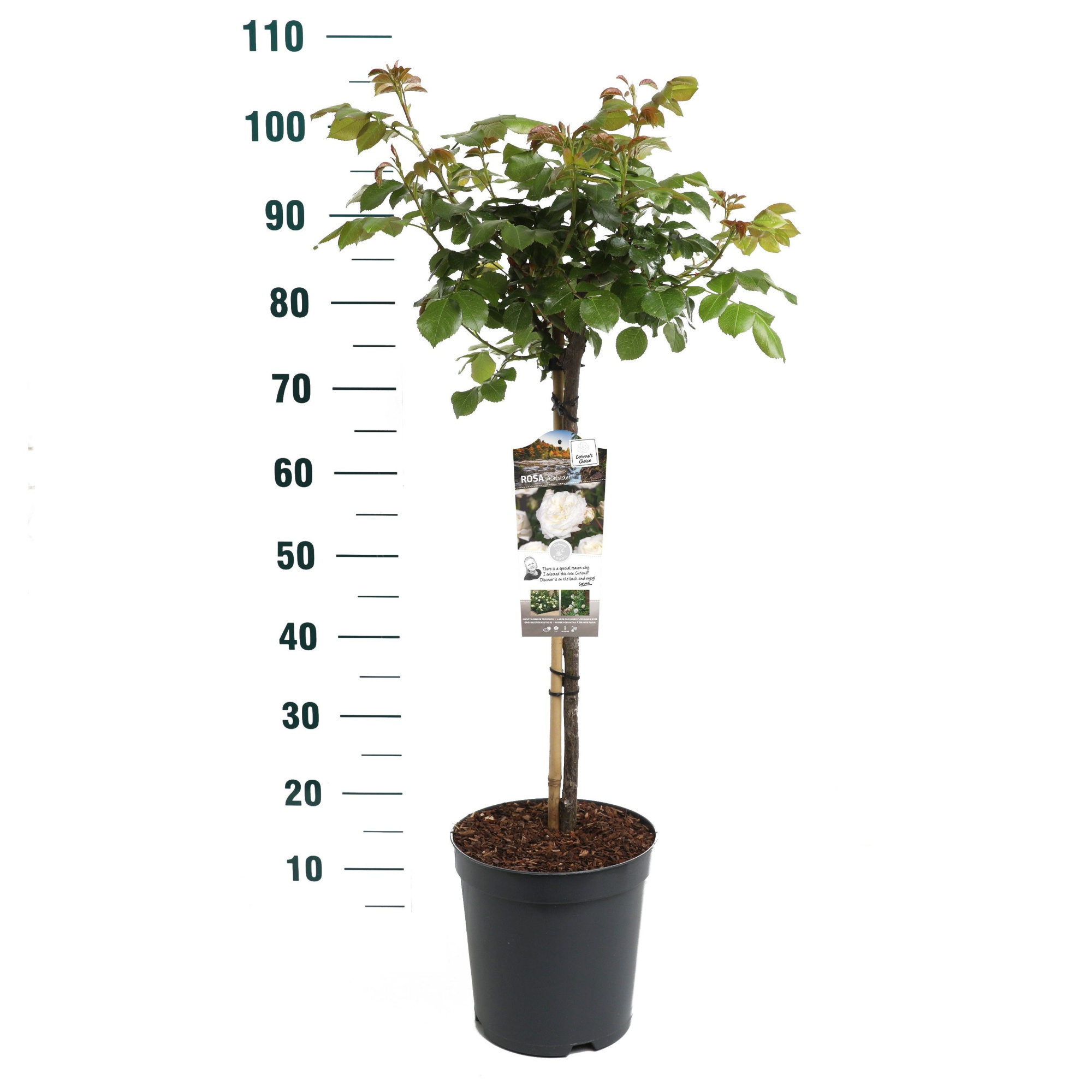 Rosa 'Alabaster' - 60 Stam - Exclusive Collection, D 24 cm