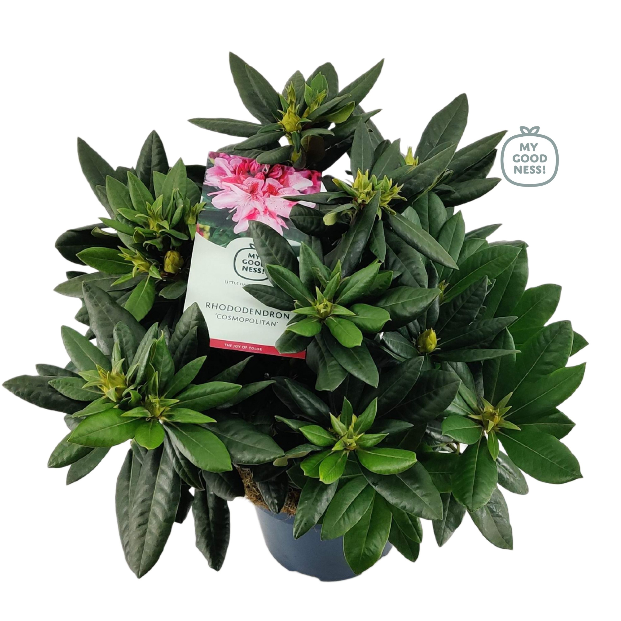 Rhododendron 50-60 /7.5 liter 'Cosmopolitan', D 26 cm