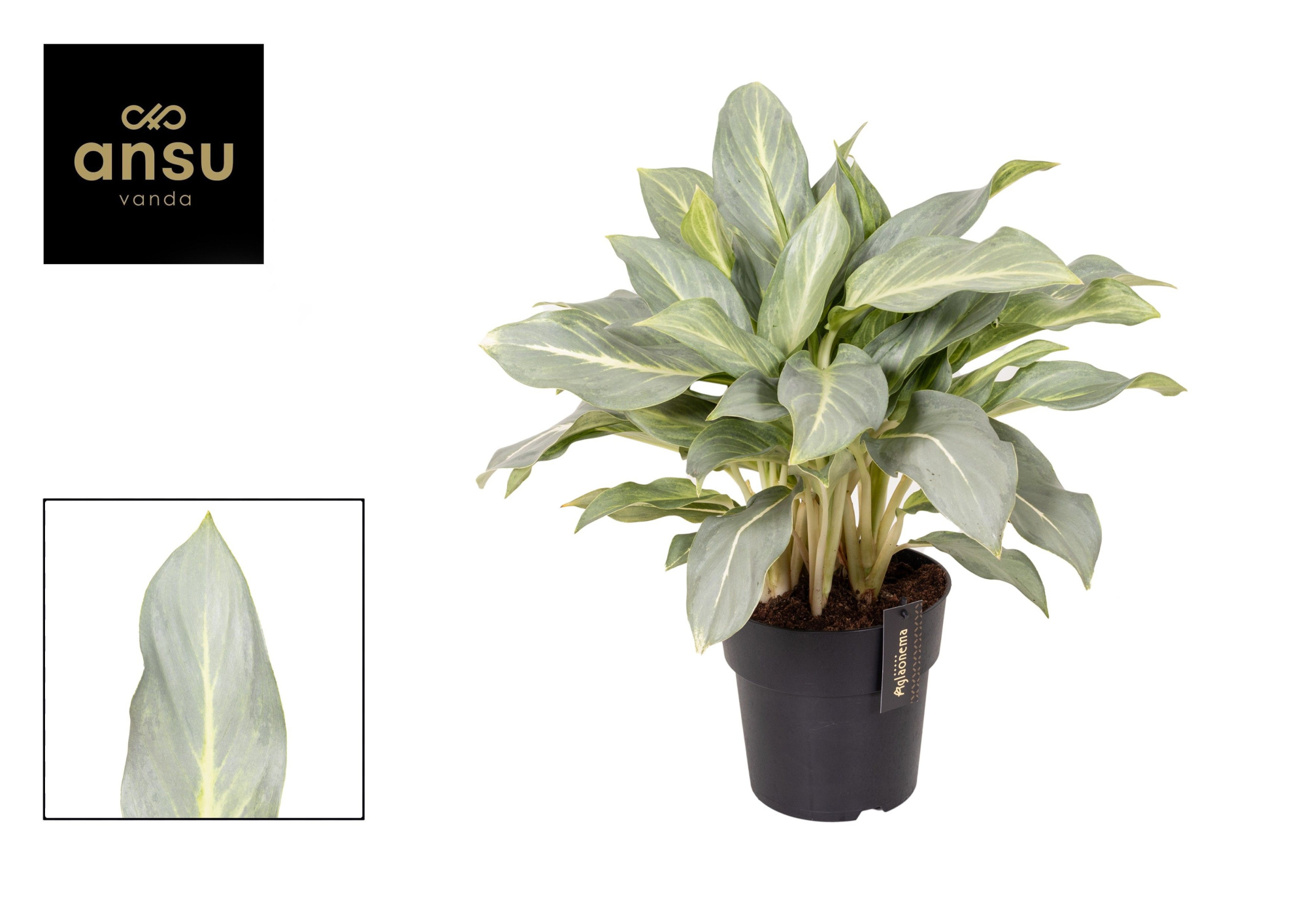 Aglaonema Aqua Green, D 19 cm