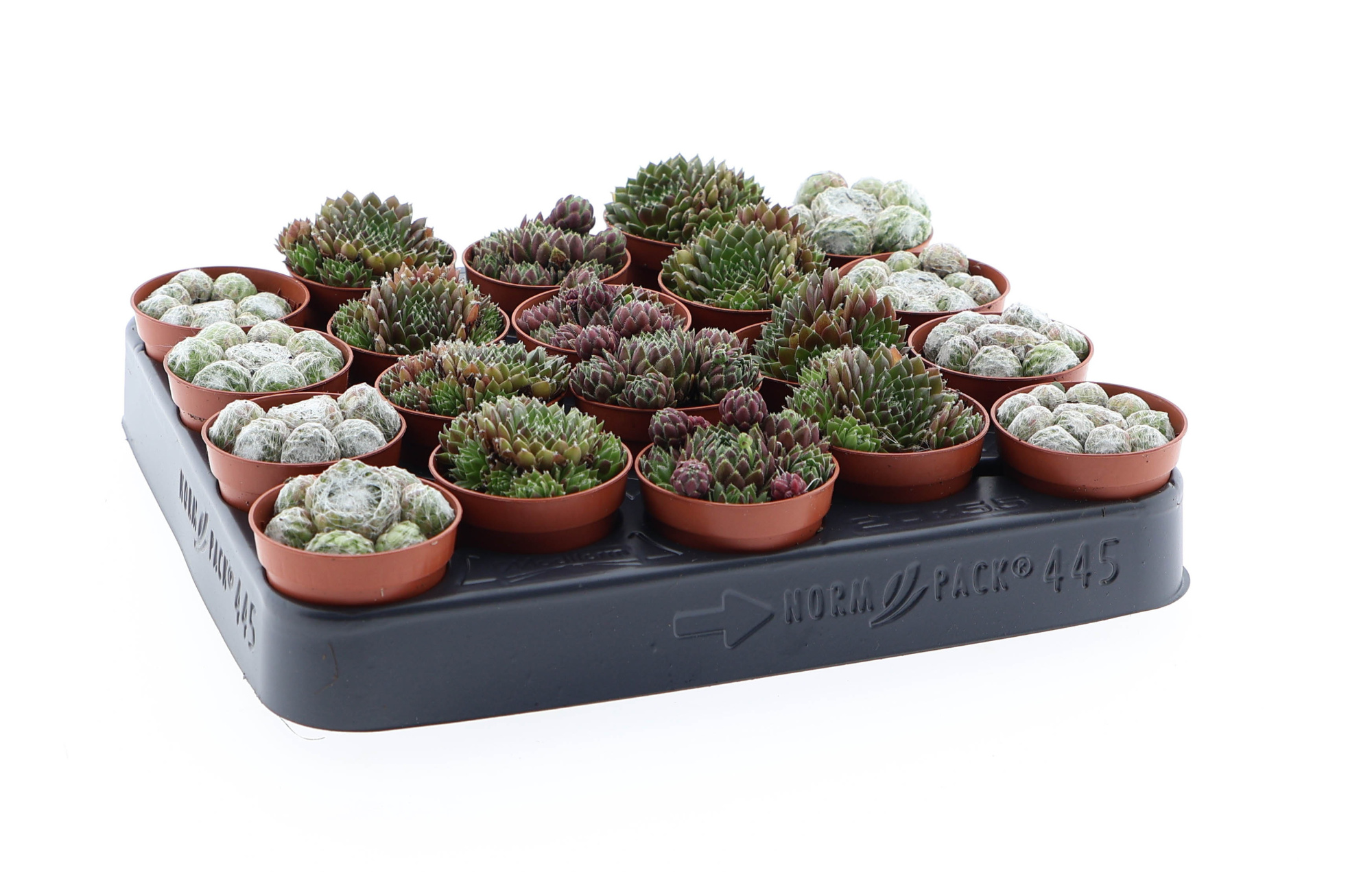 Sempervivum mix, D 5,5 cm