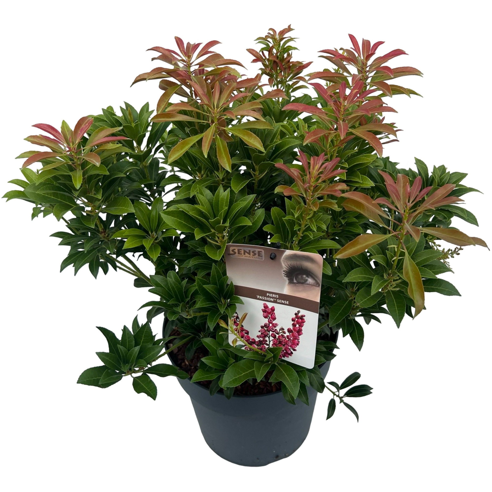 Pieris jap. 'Passion' ® sense, D 23 cm