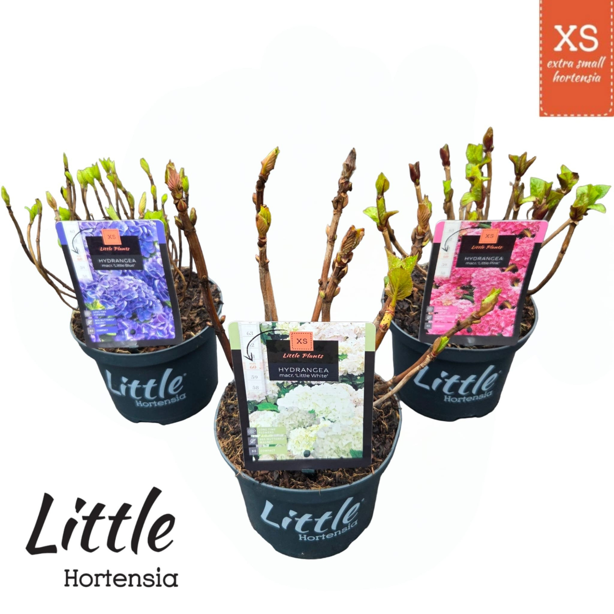 Hydrangea macr. 'Little XS Mix', D 17