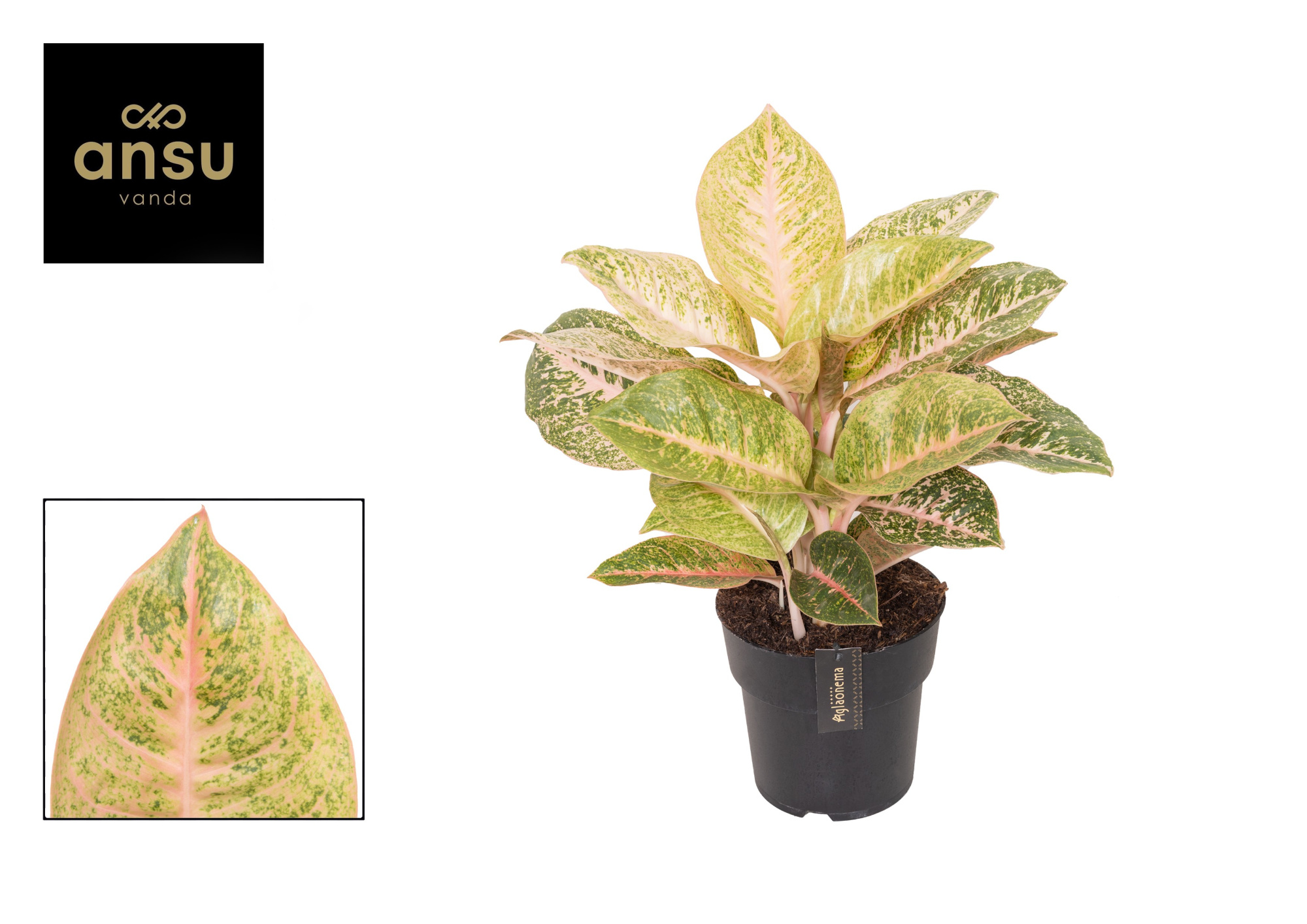Aglaonema Vermillion Red, D 19 cm