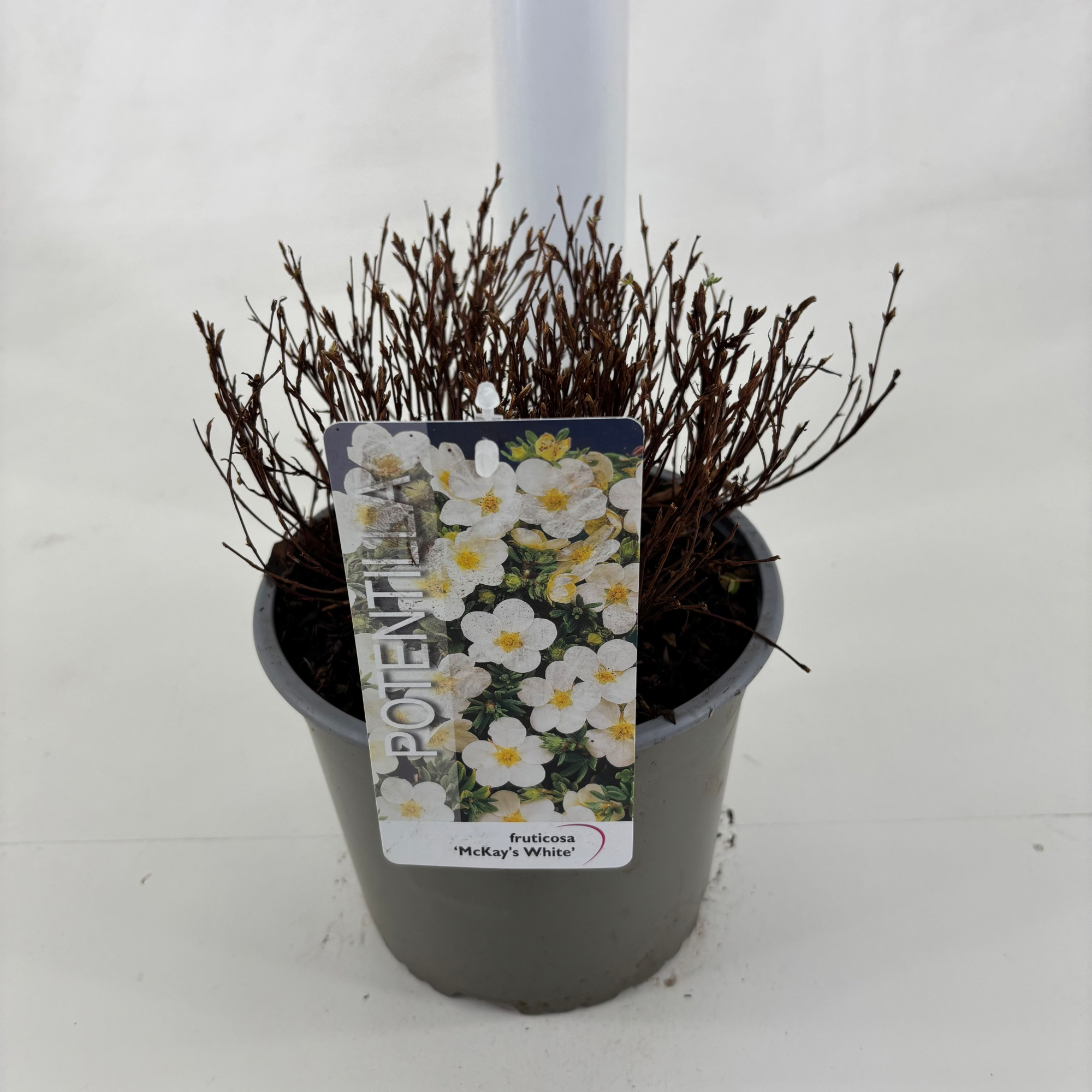 Potentilla fruticosa 'McKay's White', D 19