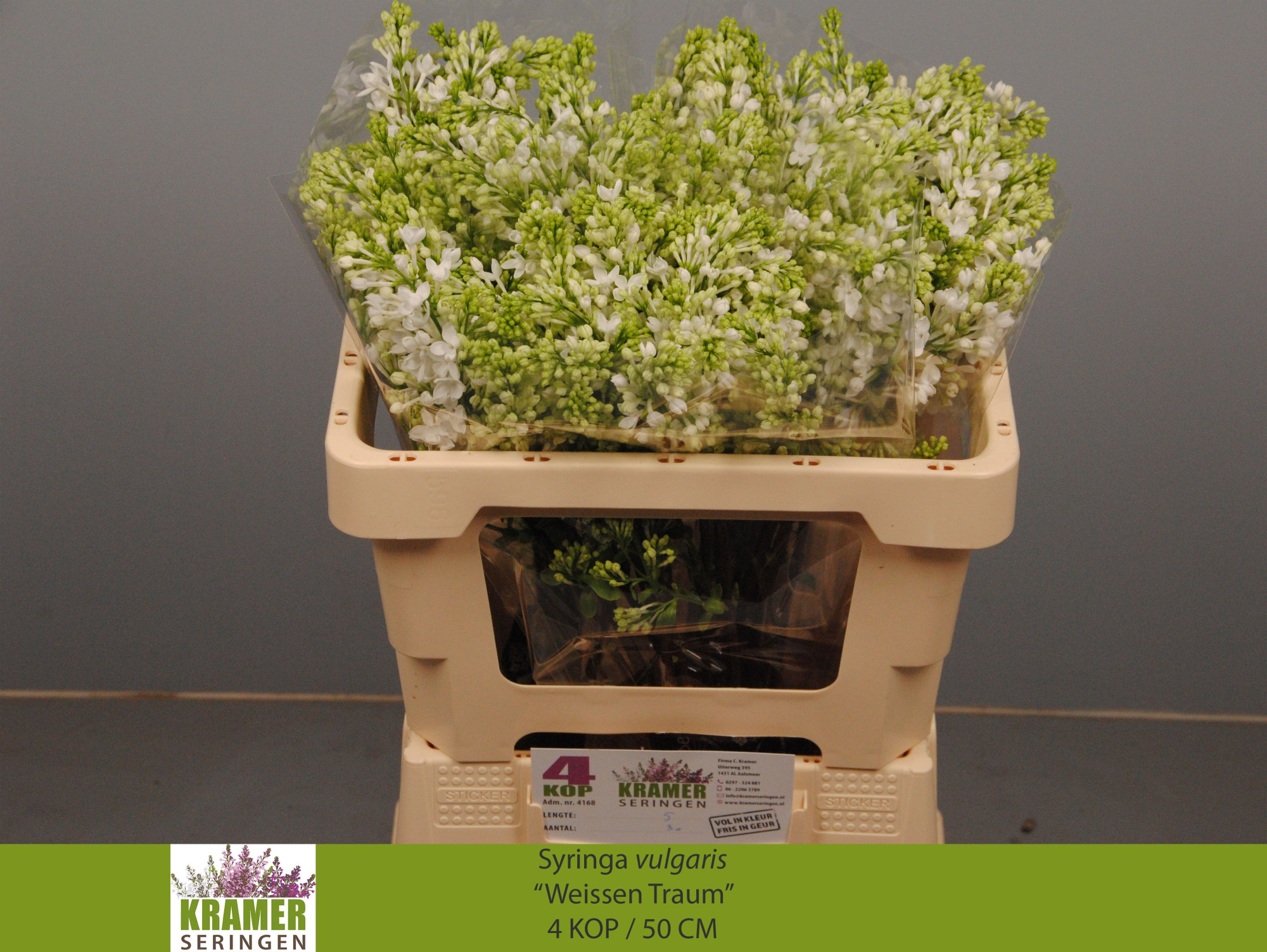 Сирень Энглер Вайс 50 (бел.), шт.