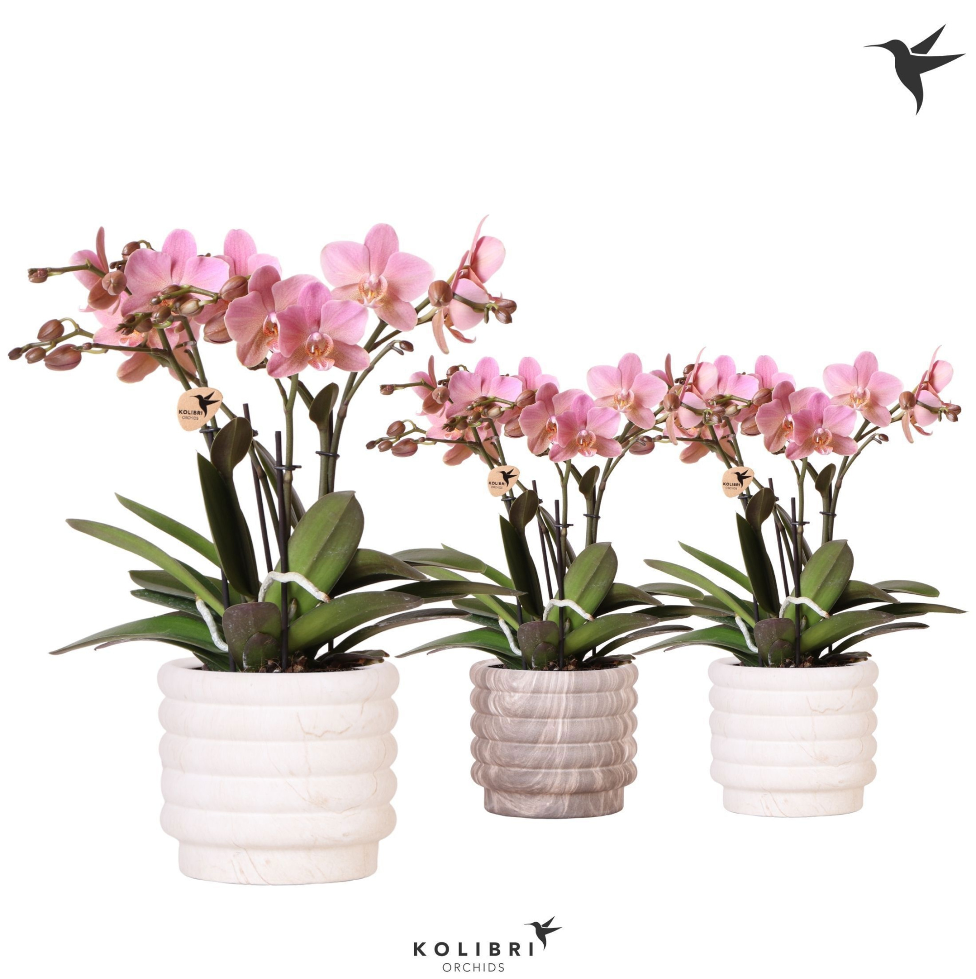 Kolibri Orchids Phalaenopsis Treviso in Marble pot mix, D 12 cm