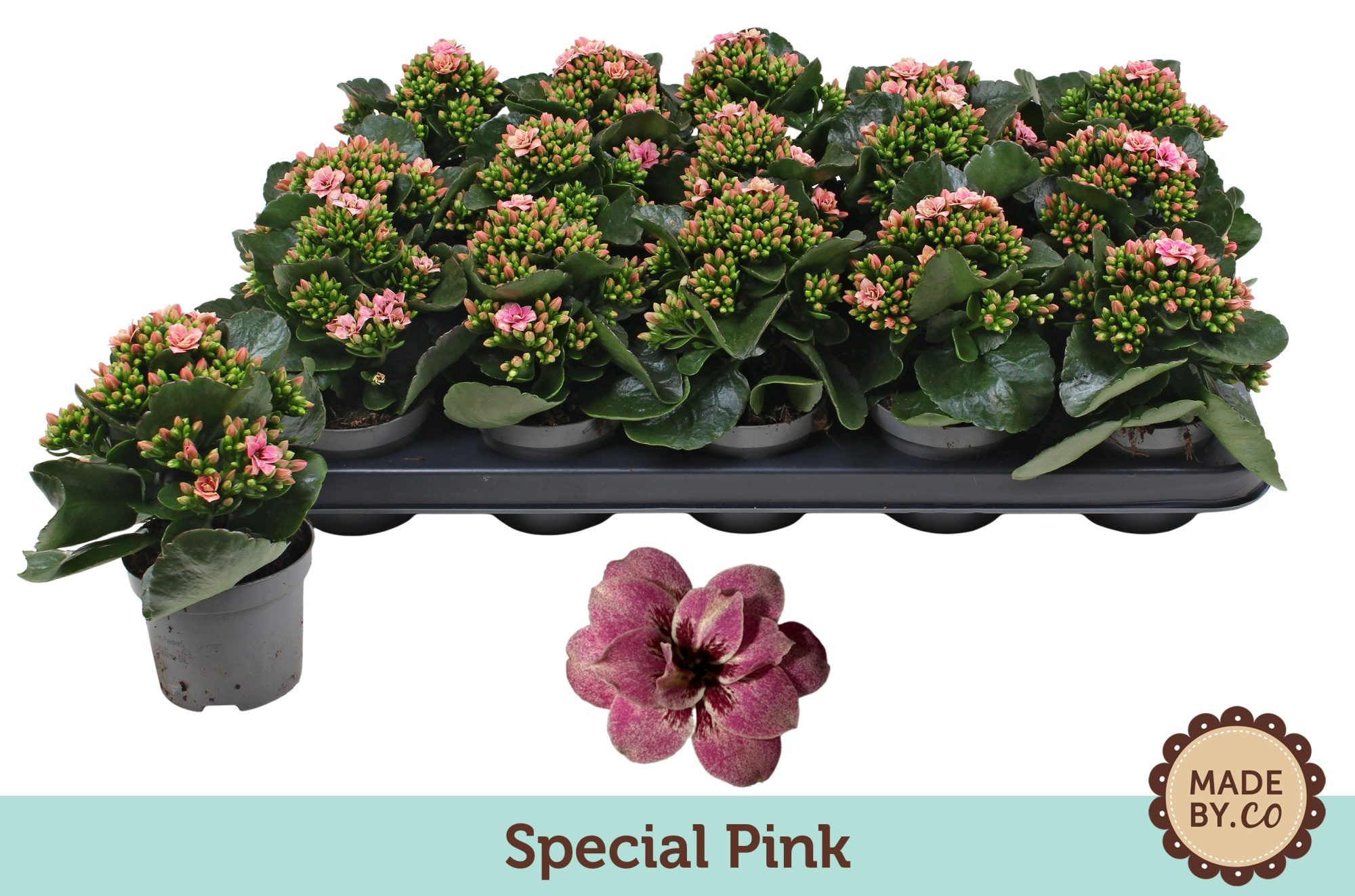 Kalanchoë Special Special Pink - no sleeve, D 9 cm