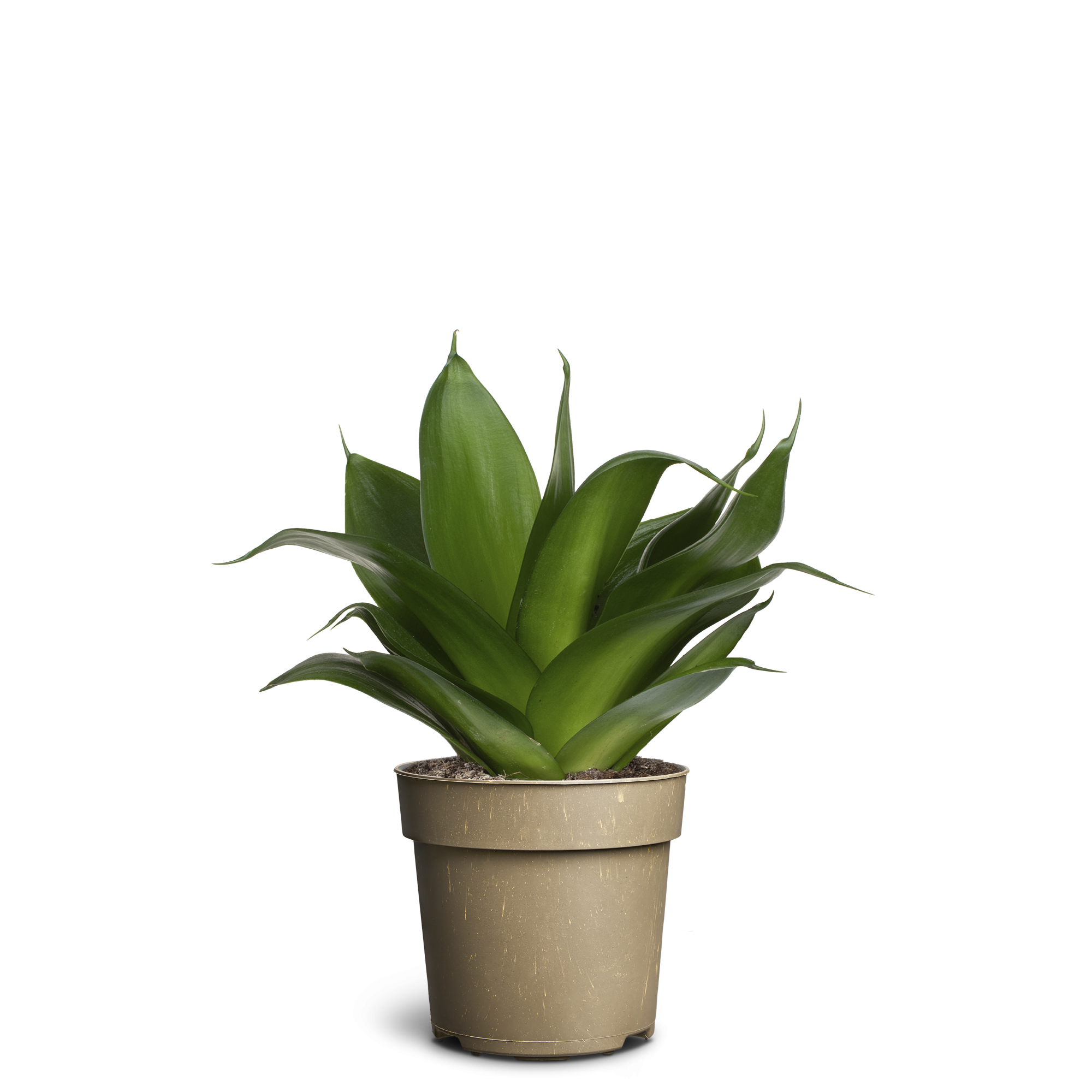 Sansevieria ´Hahnii Black´, D 11