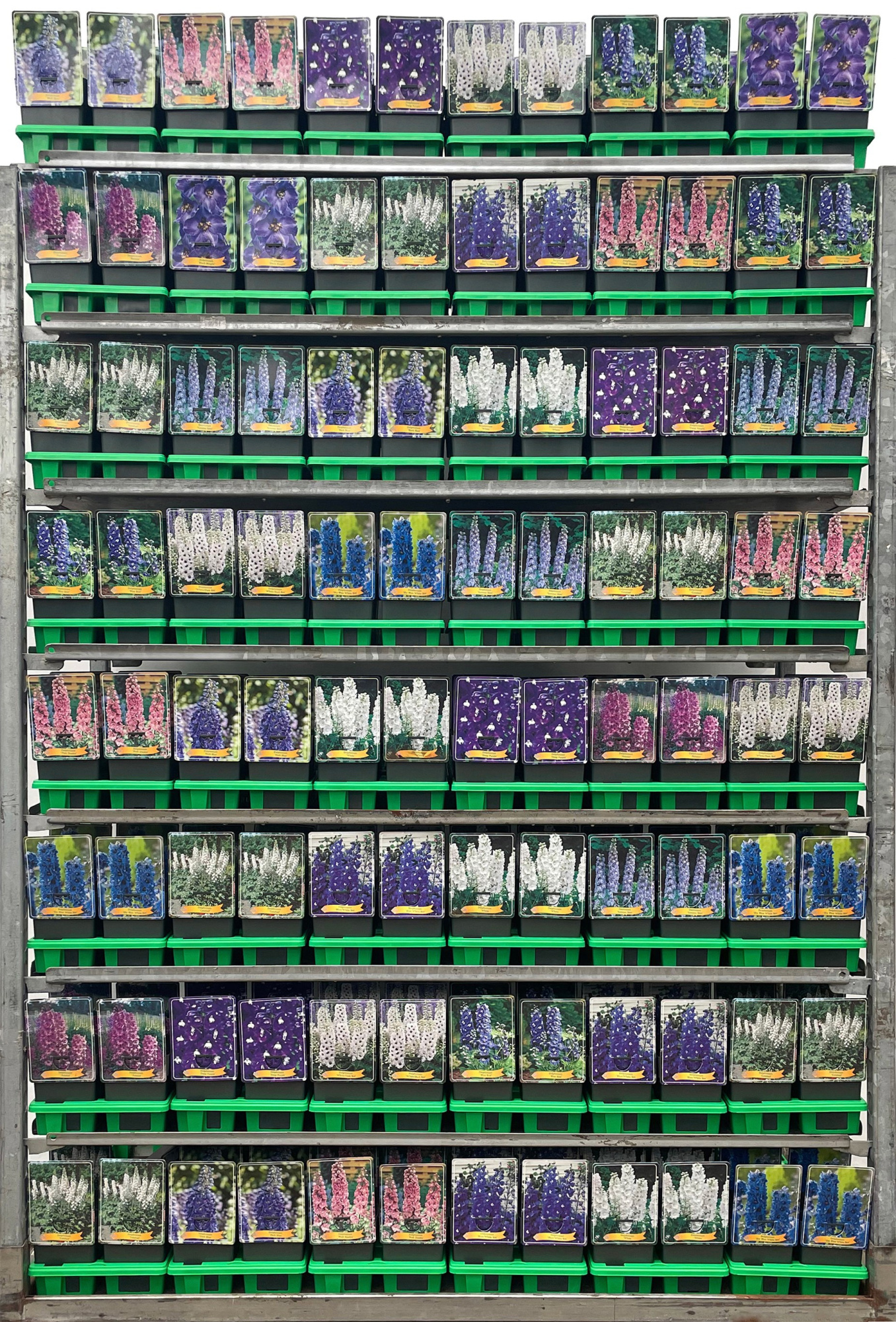 Delphinium Mix CC P11, D 11