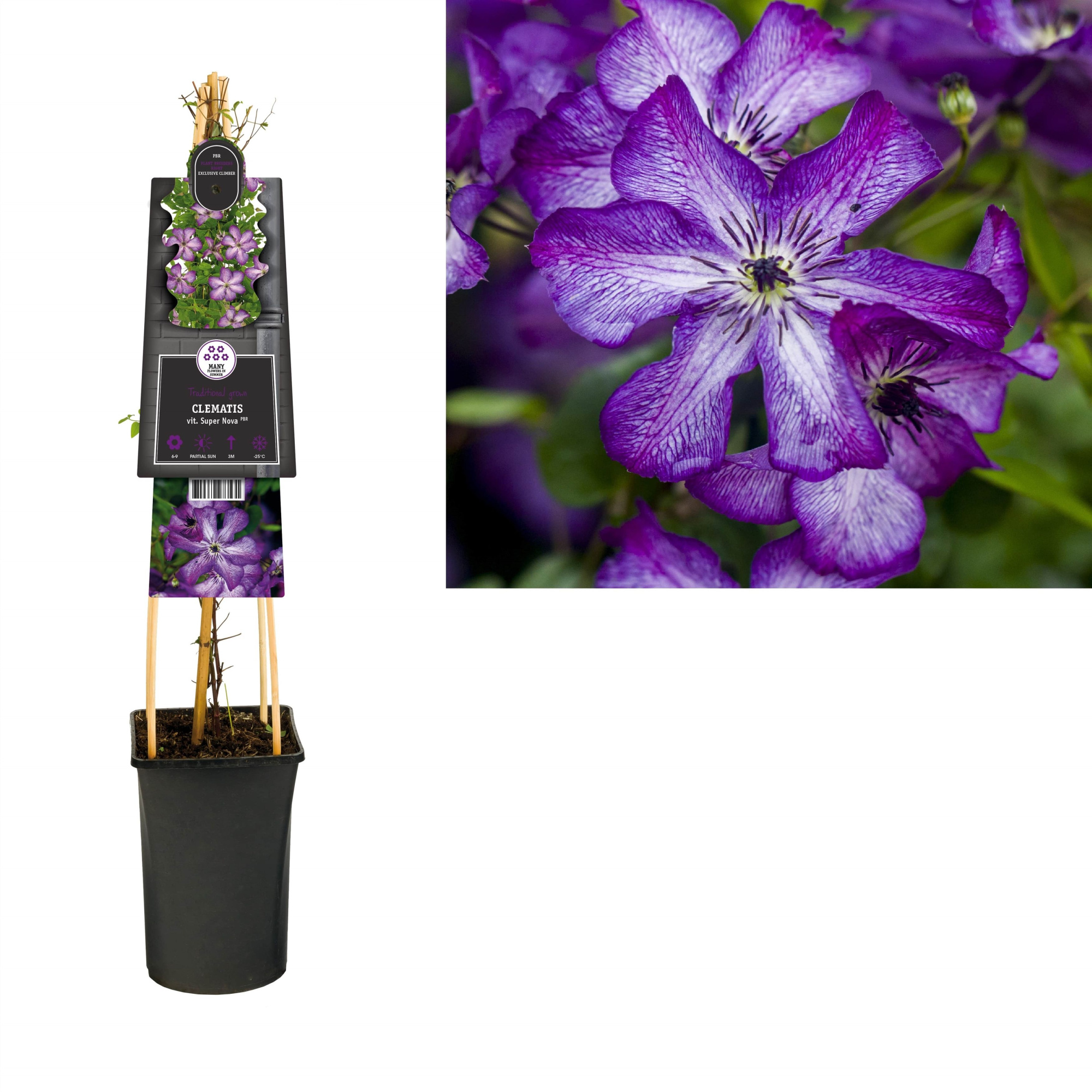 Clematis vit. Super Nova PBR +3.0 label, D 17 cm