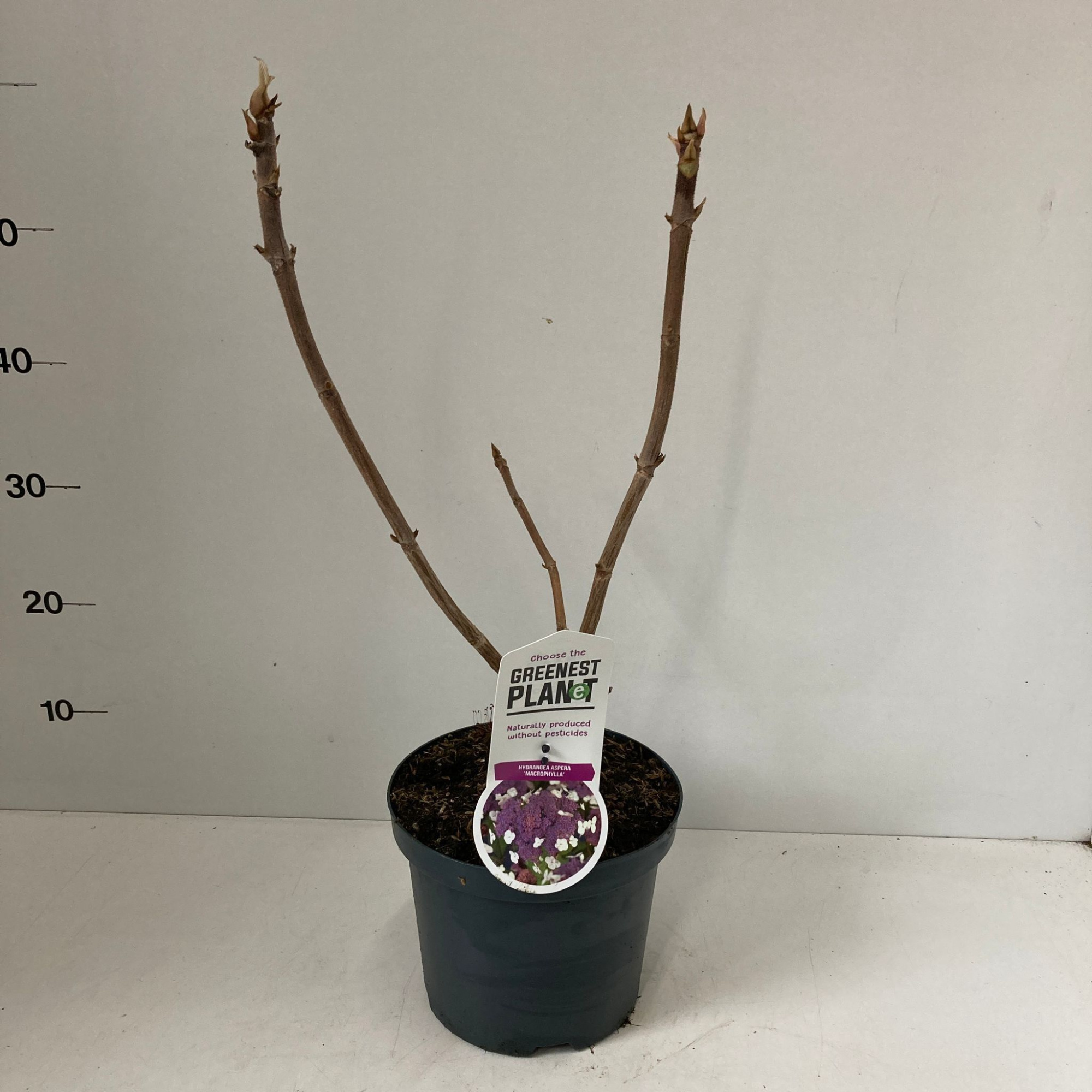 Hydrangea aspera 'Macrophylla', D 19