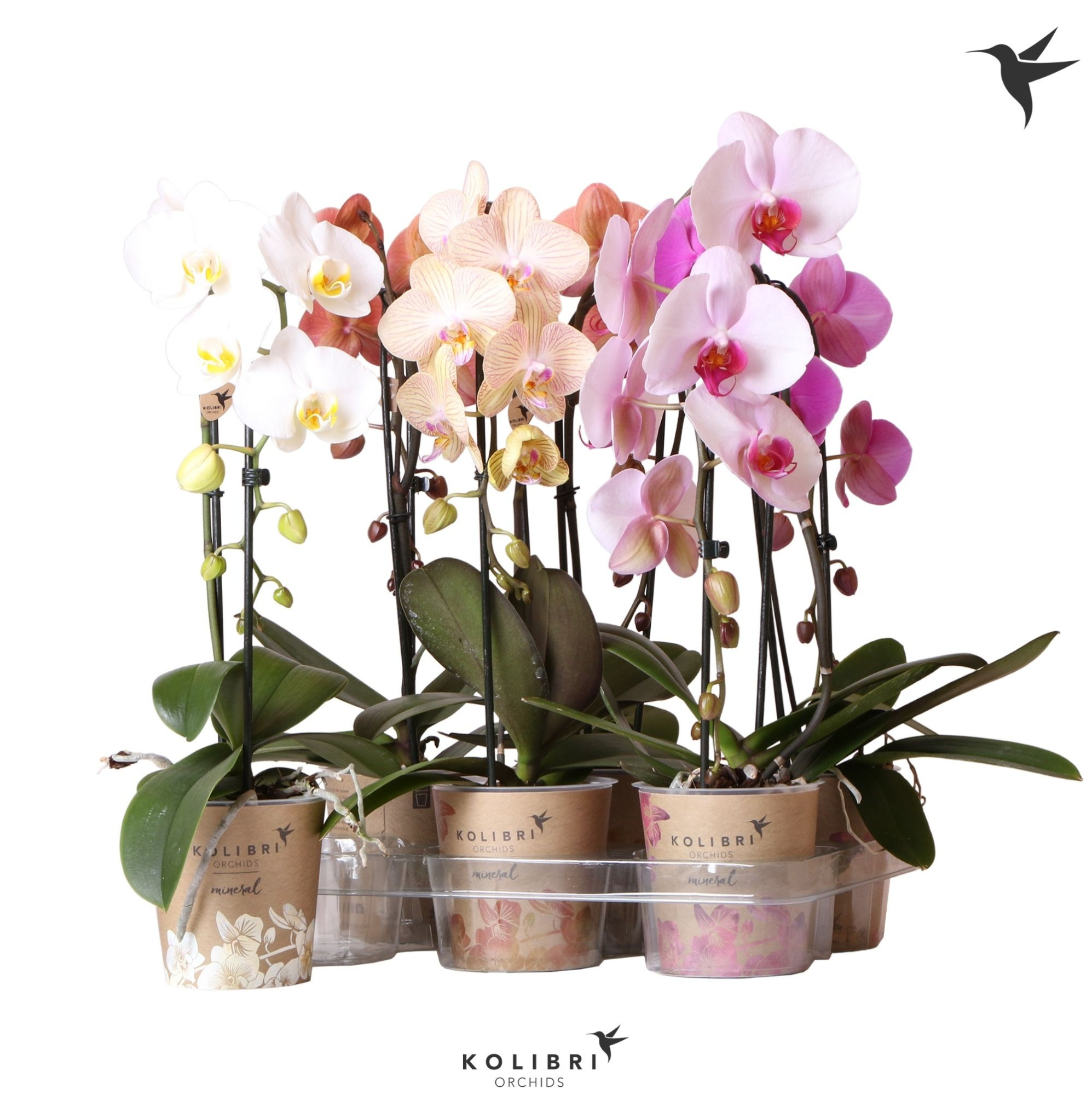 Kolibri Orchids Cascade Niagara Fall mix 1 spike 50 cm, D 12 cm