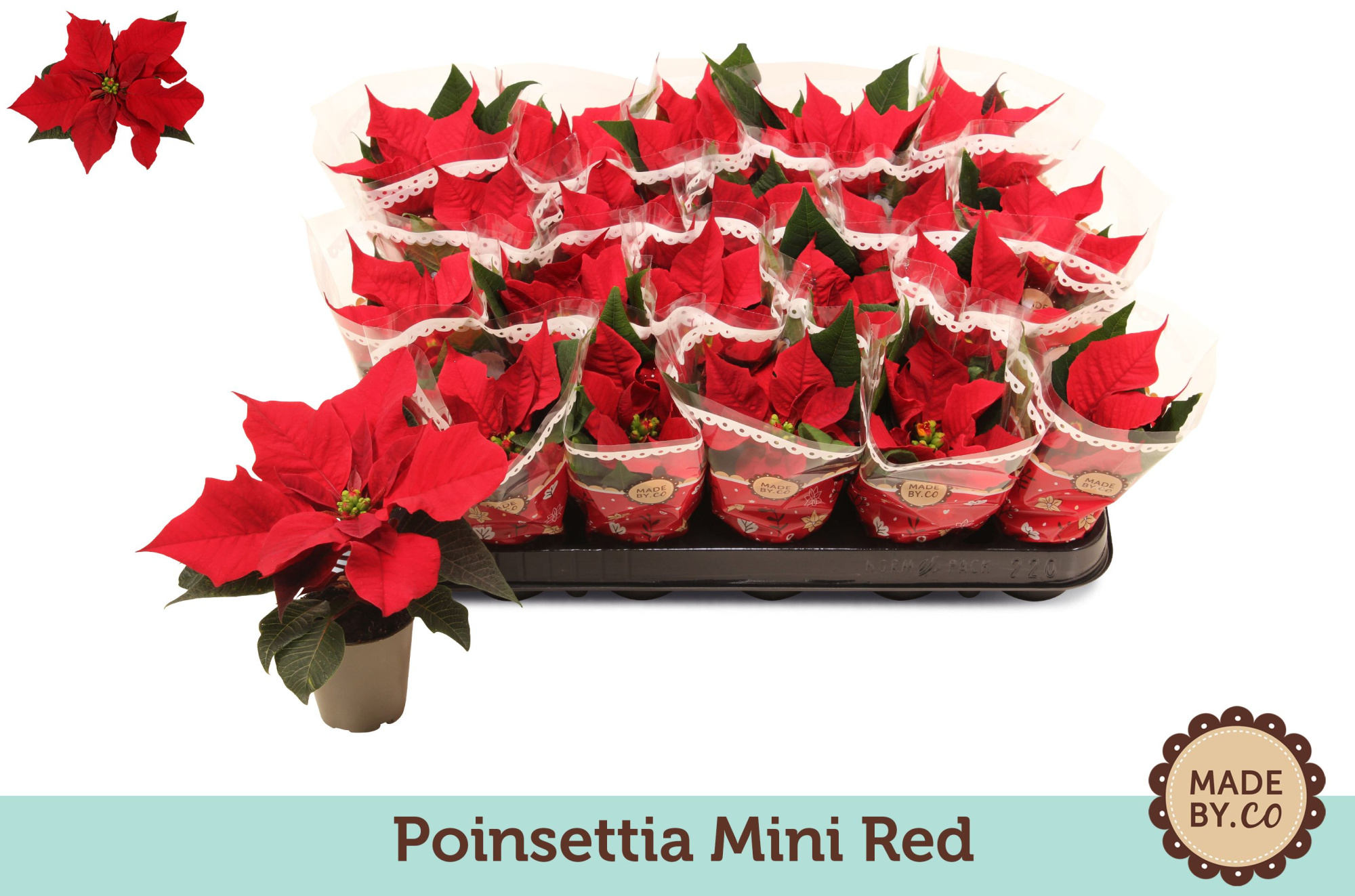 Euph. Poinsettia Mini Red in Sleeve, D 6 cm