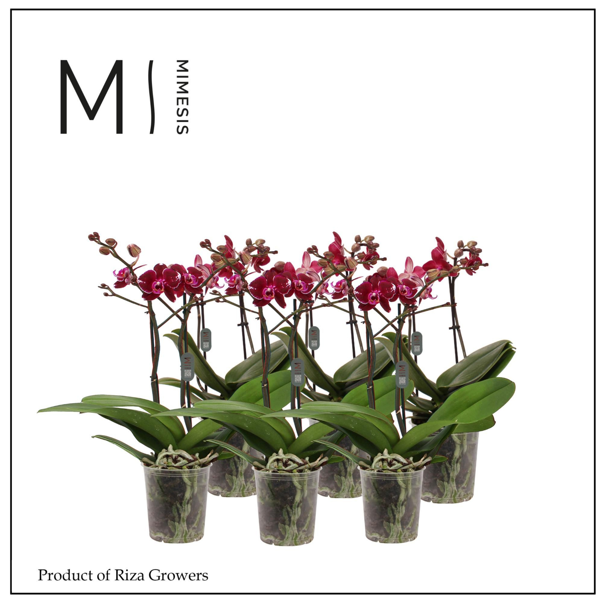 Phalaenopsis Multi Red 2 spike - 12cm | Mimesis, D 12 cm