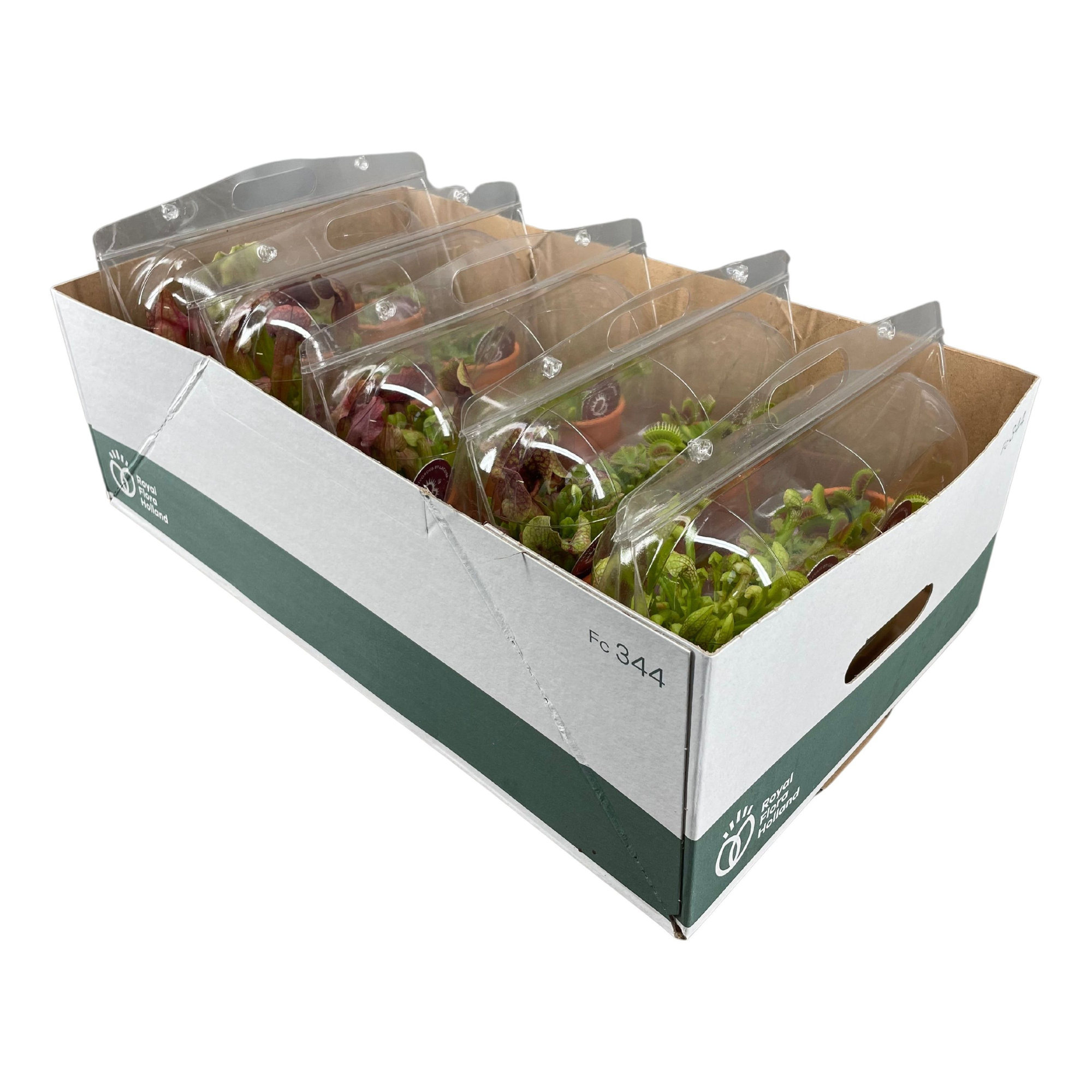 Vleesetende planten in 7 cm terracotta pot in blister x3, D 7 cm