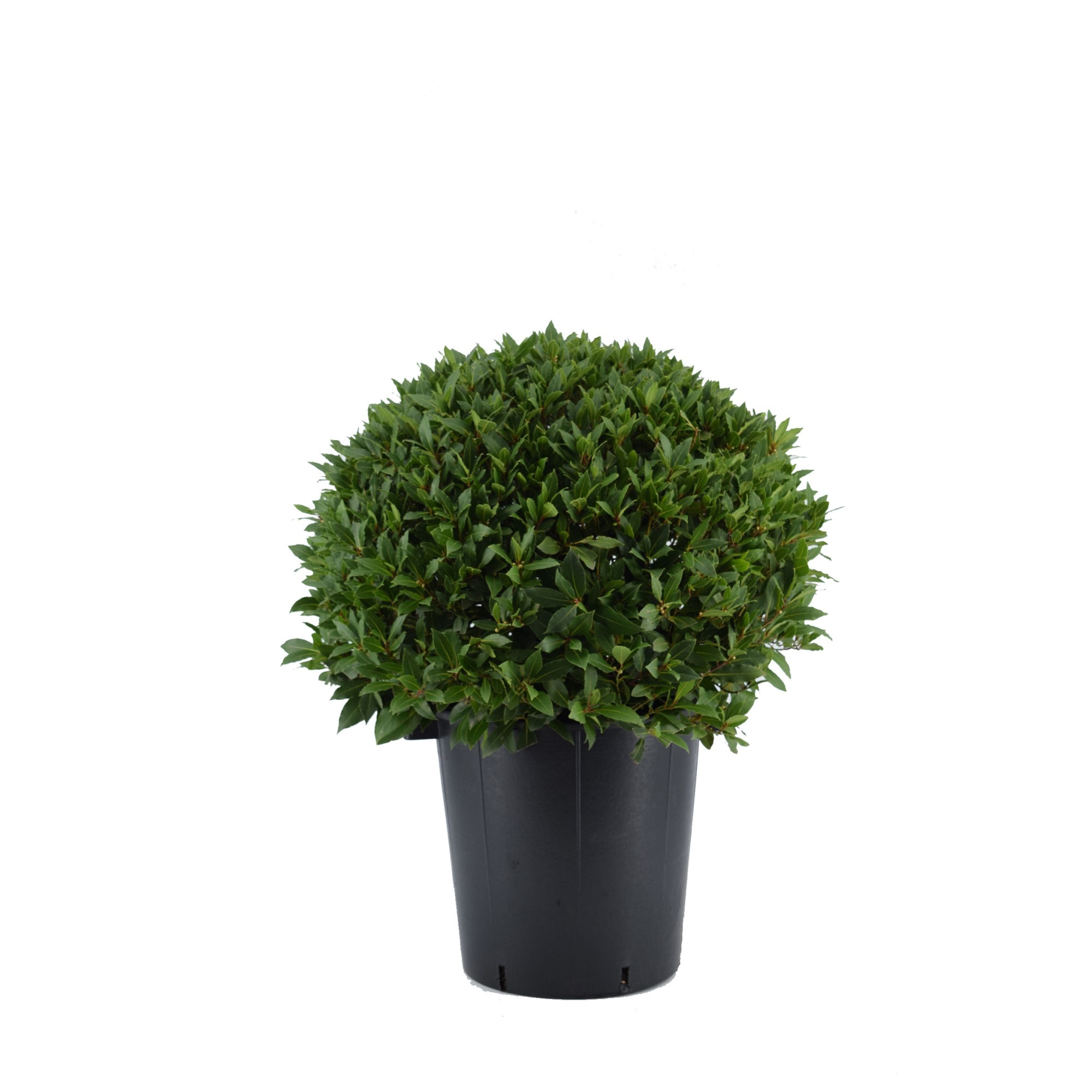 Laurus nobilis Bol zonder stam, D 40
