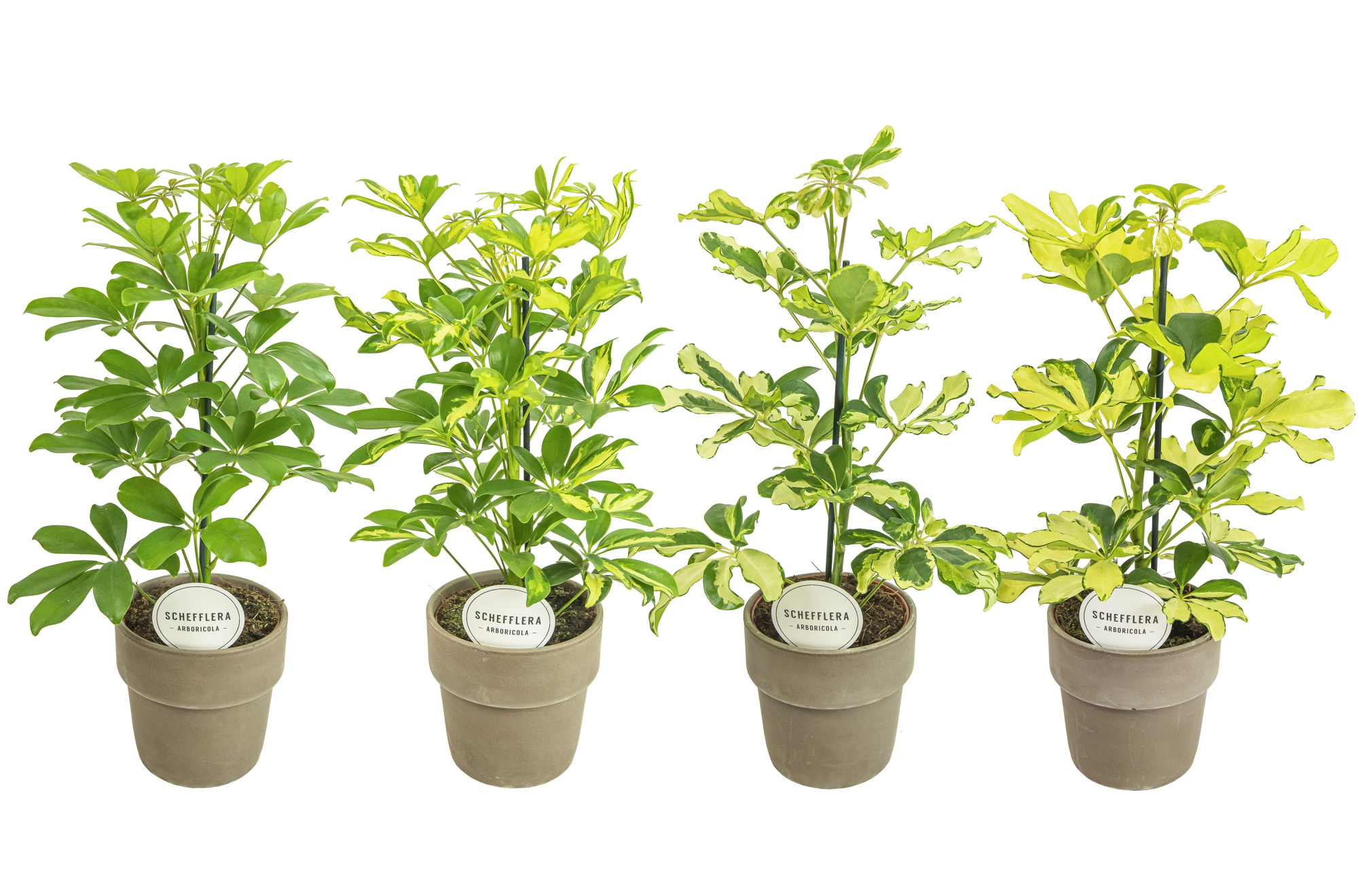 Schefflera Mix in Terracotta Grijs, D 15 cm