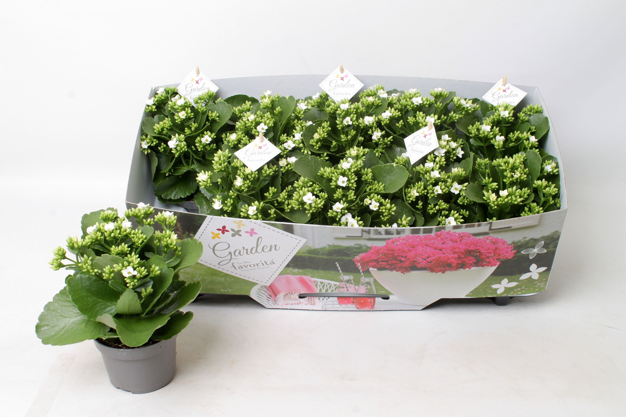 Kalanchoe garden favorita white, D 10,5 cm