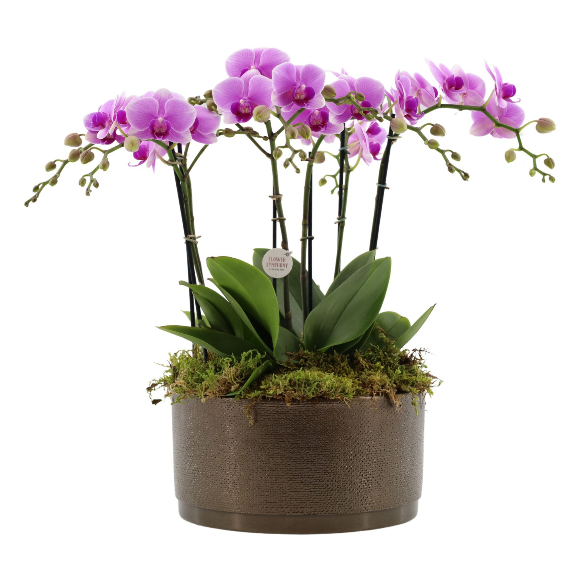 Flower Symphony | 3 x 2 tak FS roze in Sarah Bowl, D 27 cm