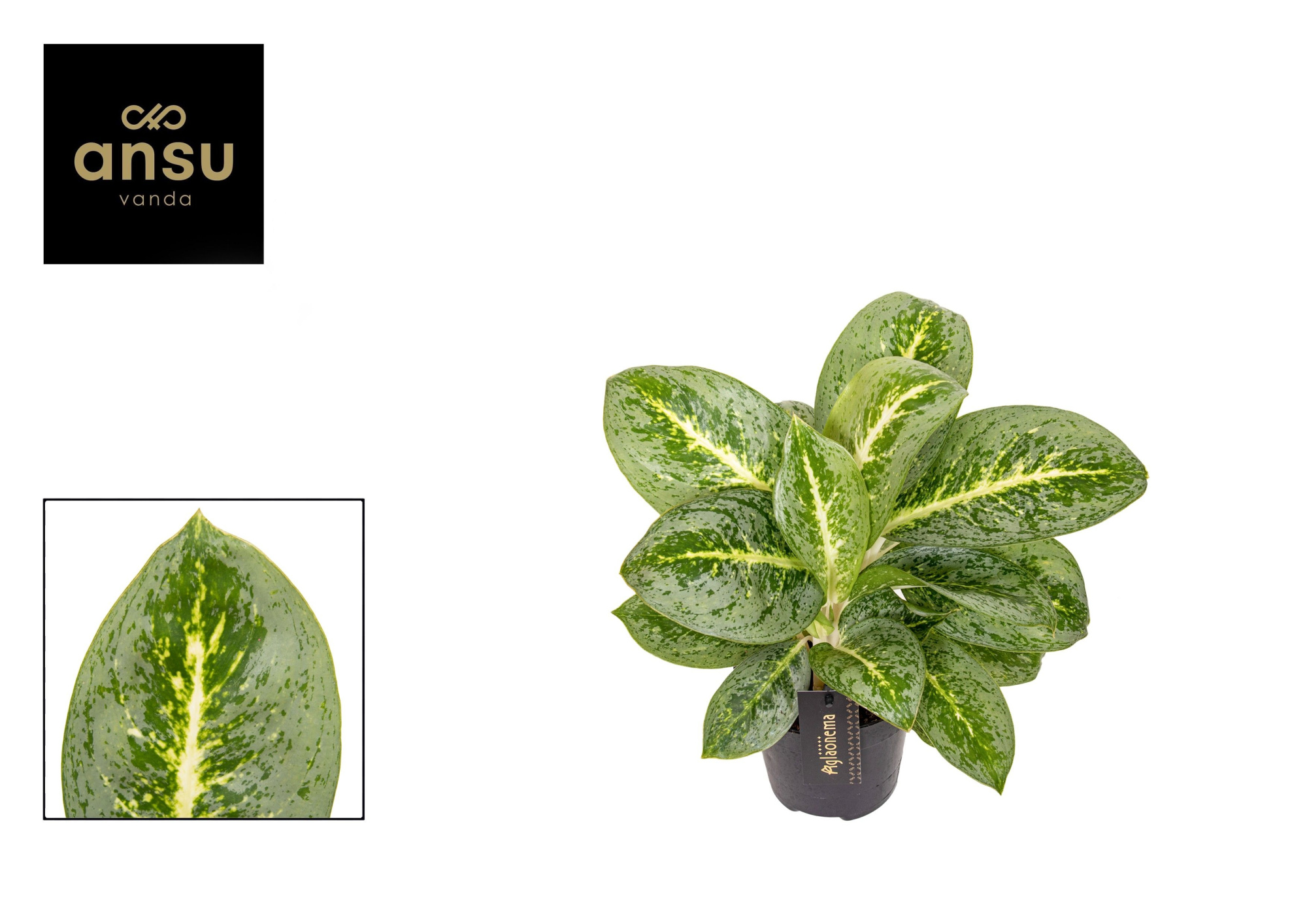 Aglaonema Lemon Mint, D 12 cm