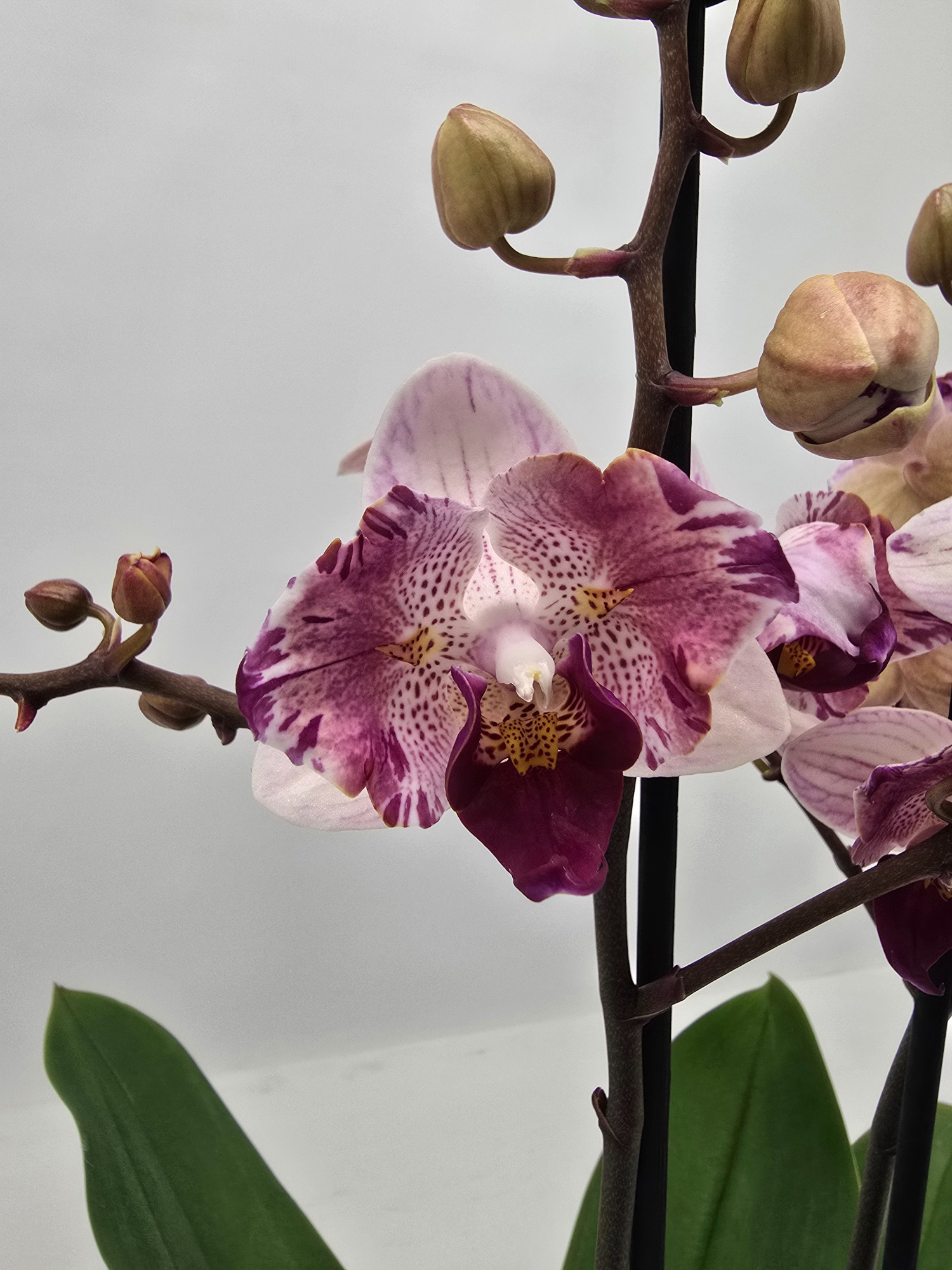 Limited 21 week 43, D 12 cm