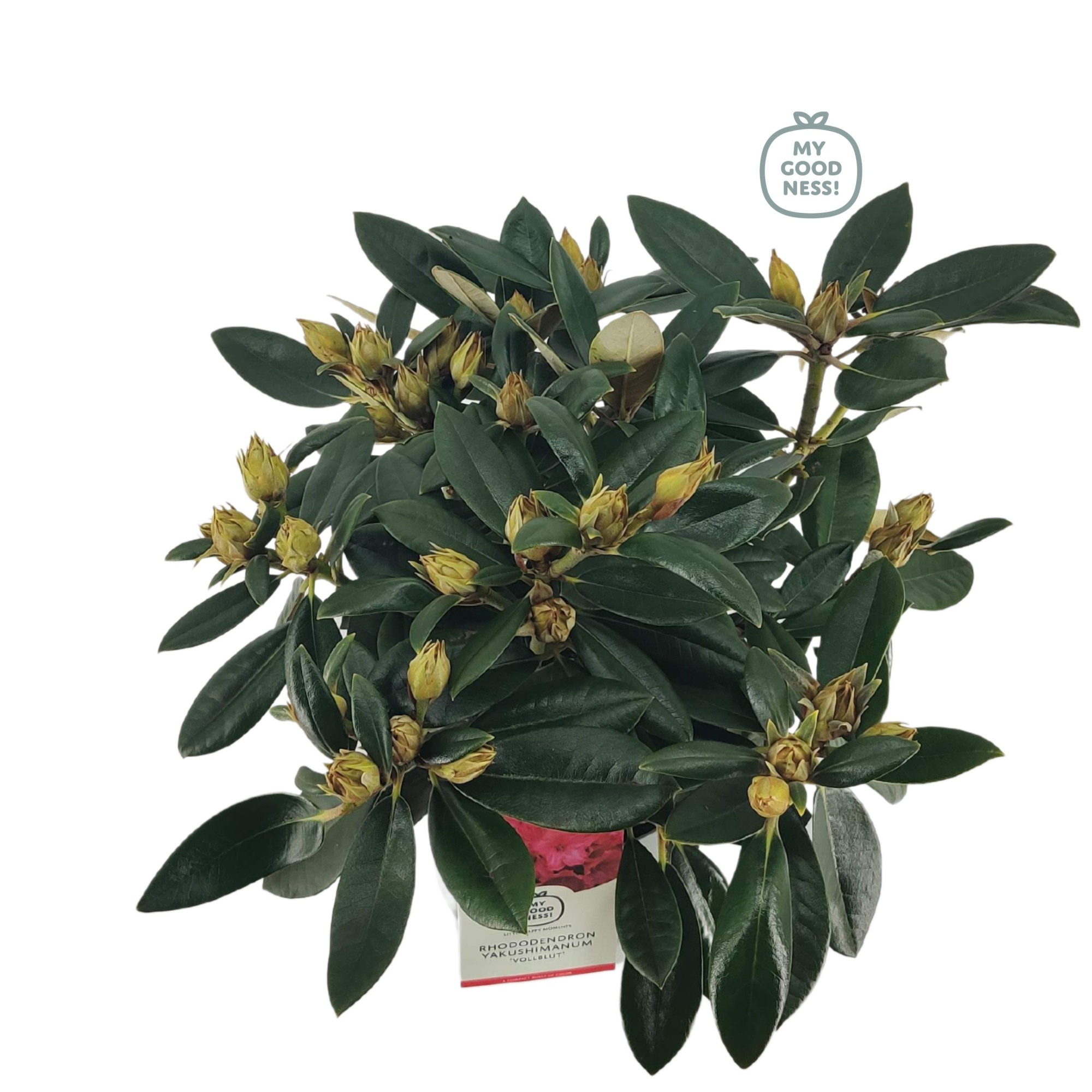 Rhododendron 30-40 /4 liter 'Volblut' yakushimanum, D 21 cm
