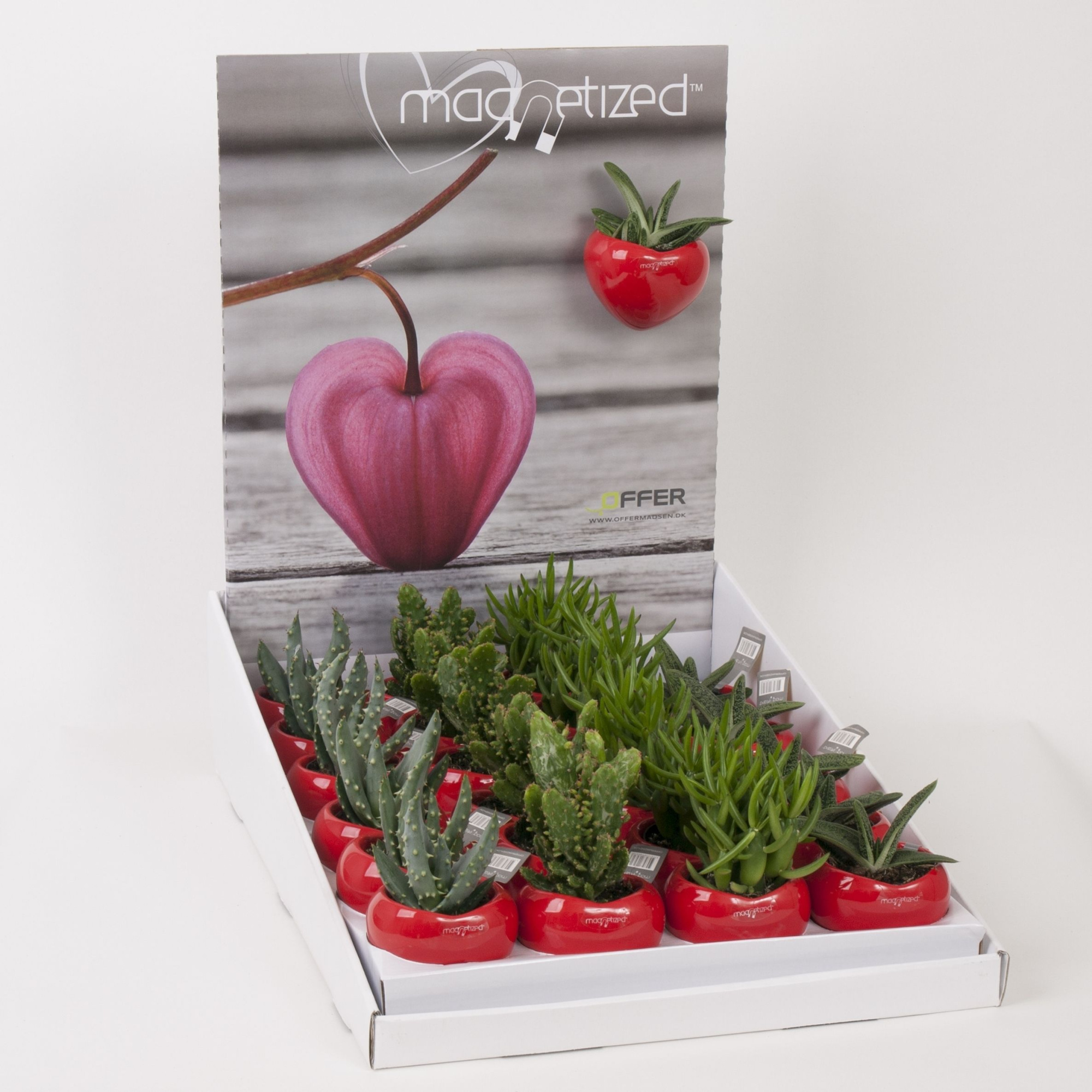Magnetized Heart in Display with Succulent mix, D 6 cm
