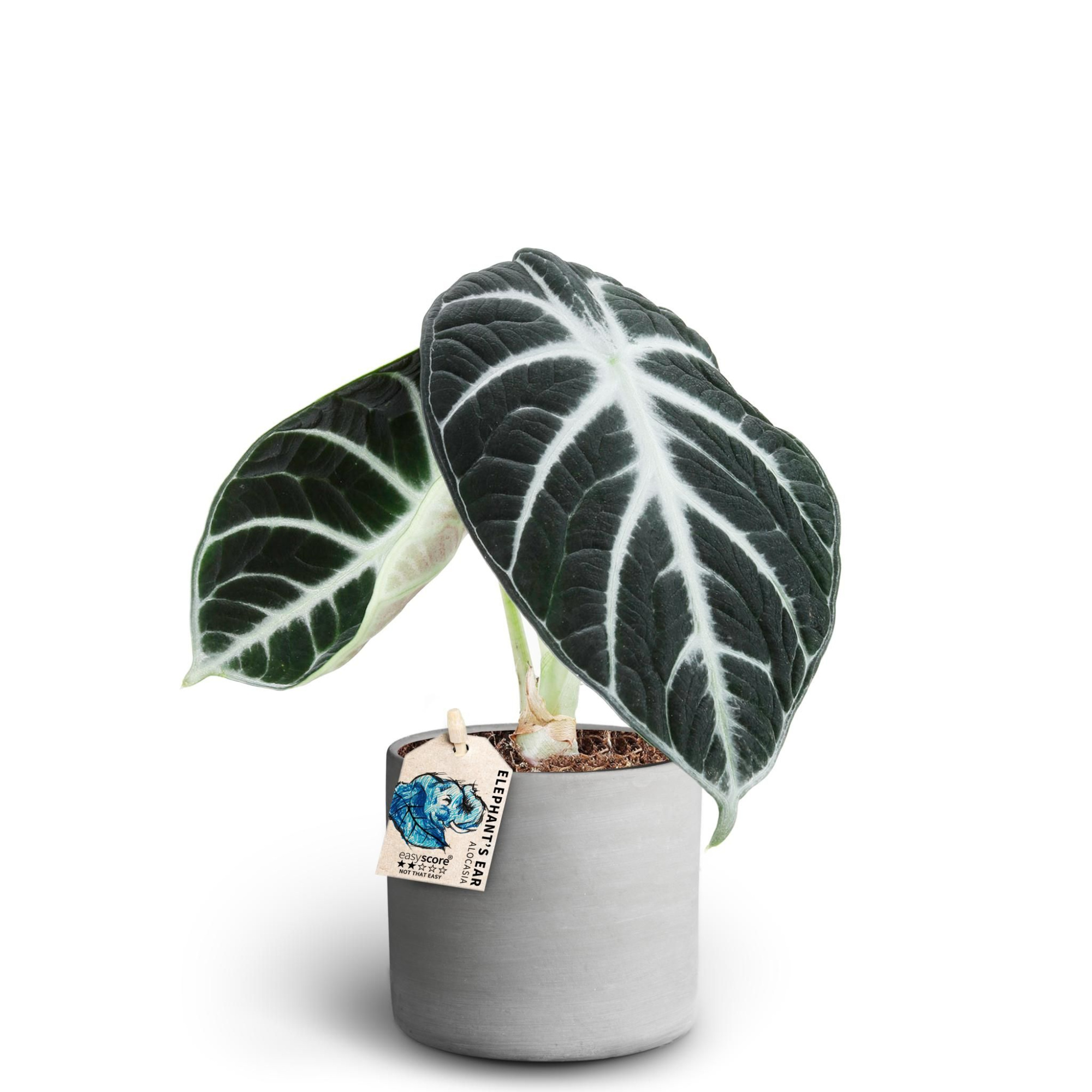 Raw Grey, Alocasia ´Ninja´, D 10