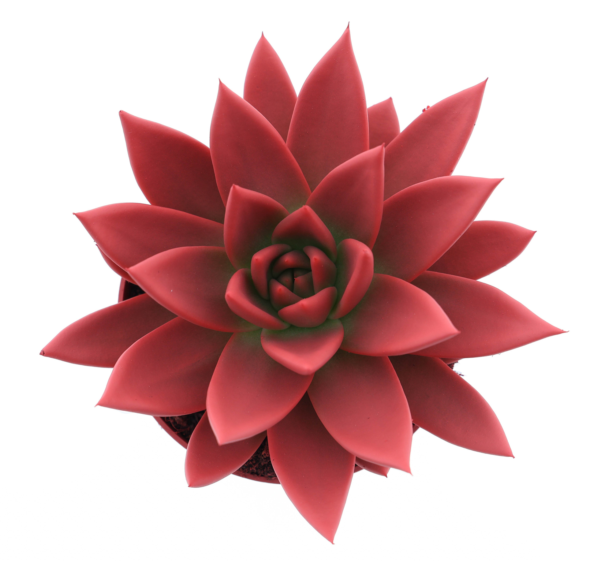 Rainbow bright red, D 10,5 cm